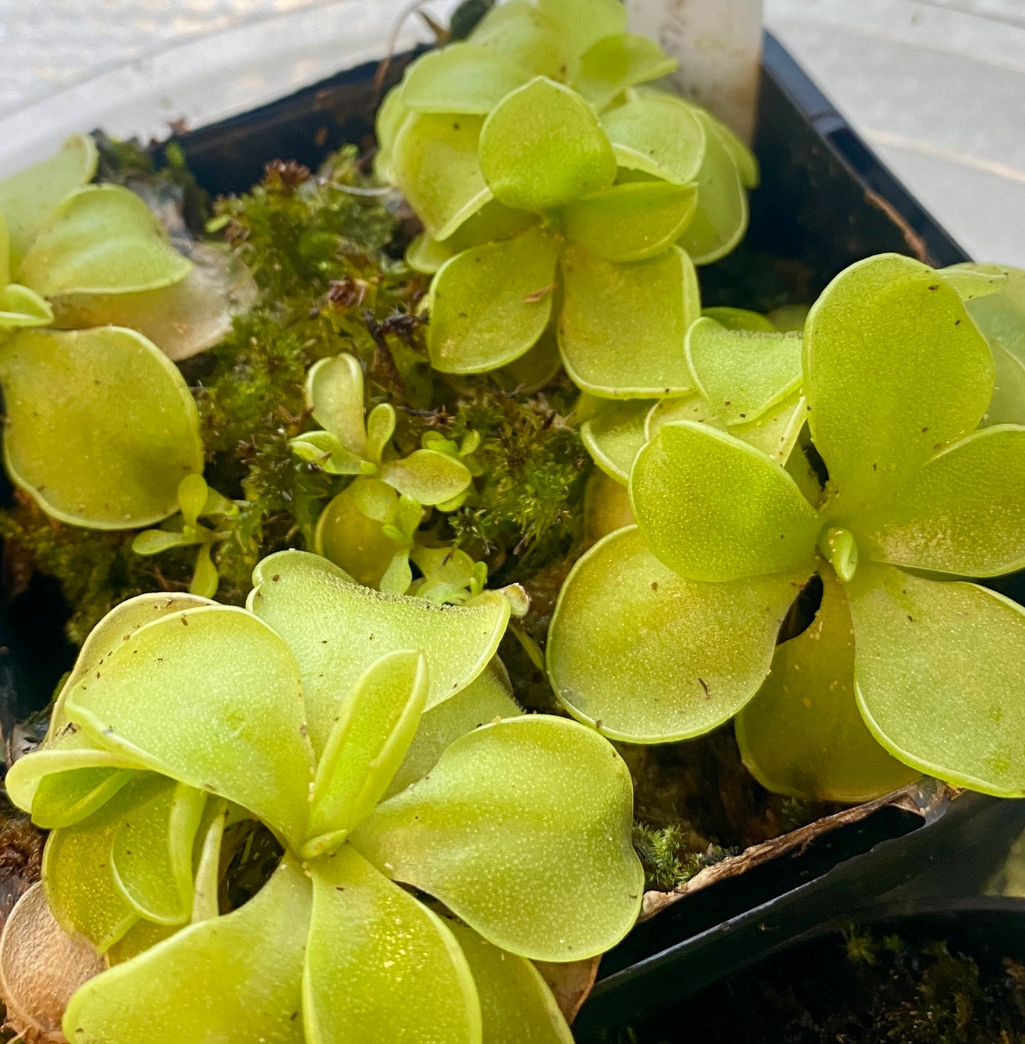 Pinguicula - emarginata x 'Weser'
