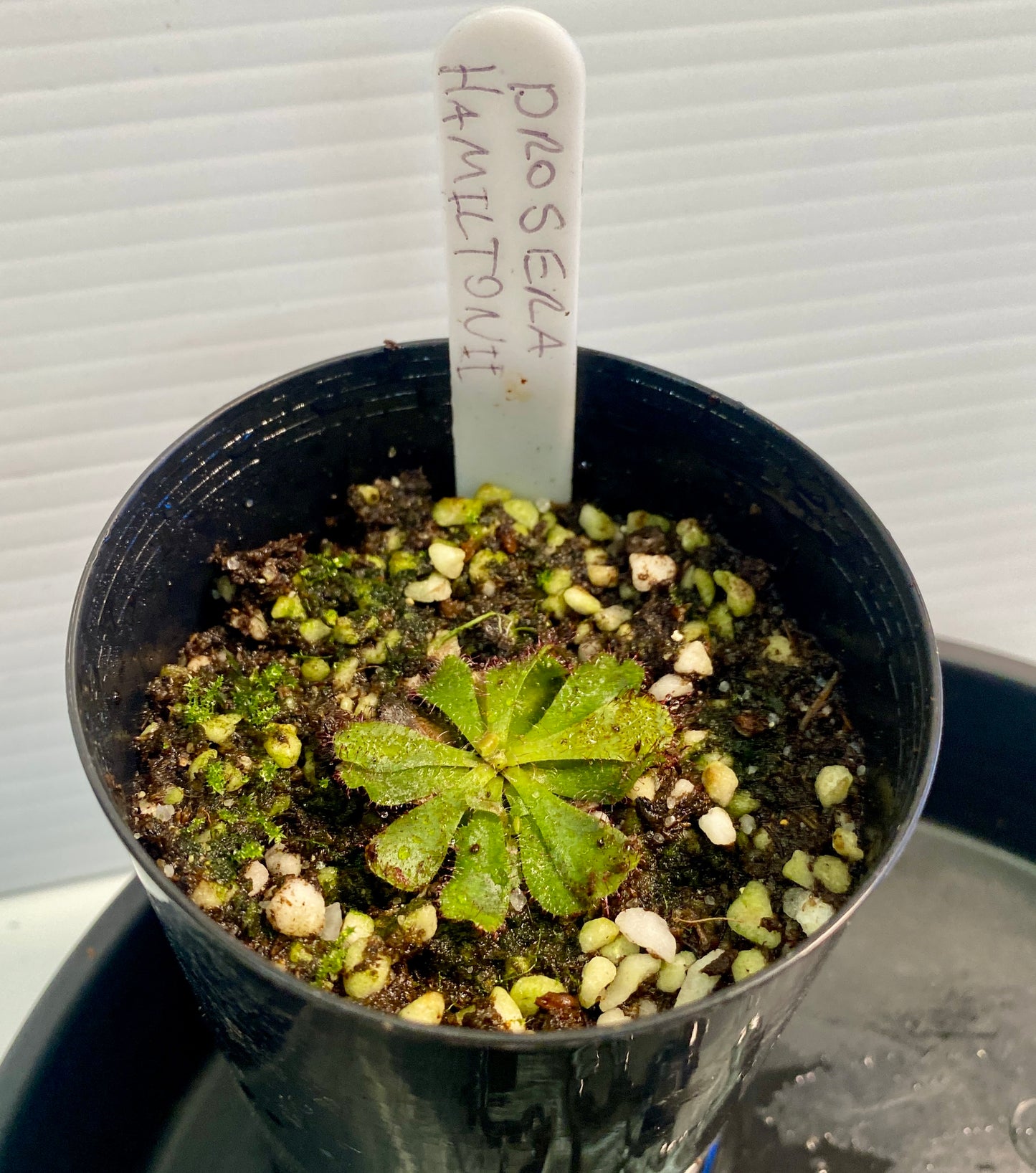 Drosera Admirabilis & Hamiltonii Pack