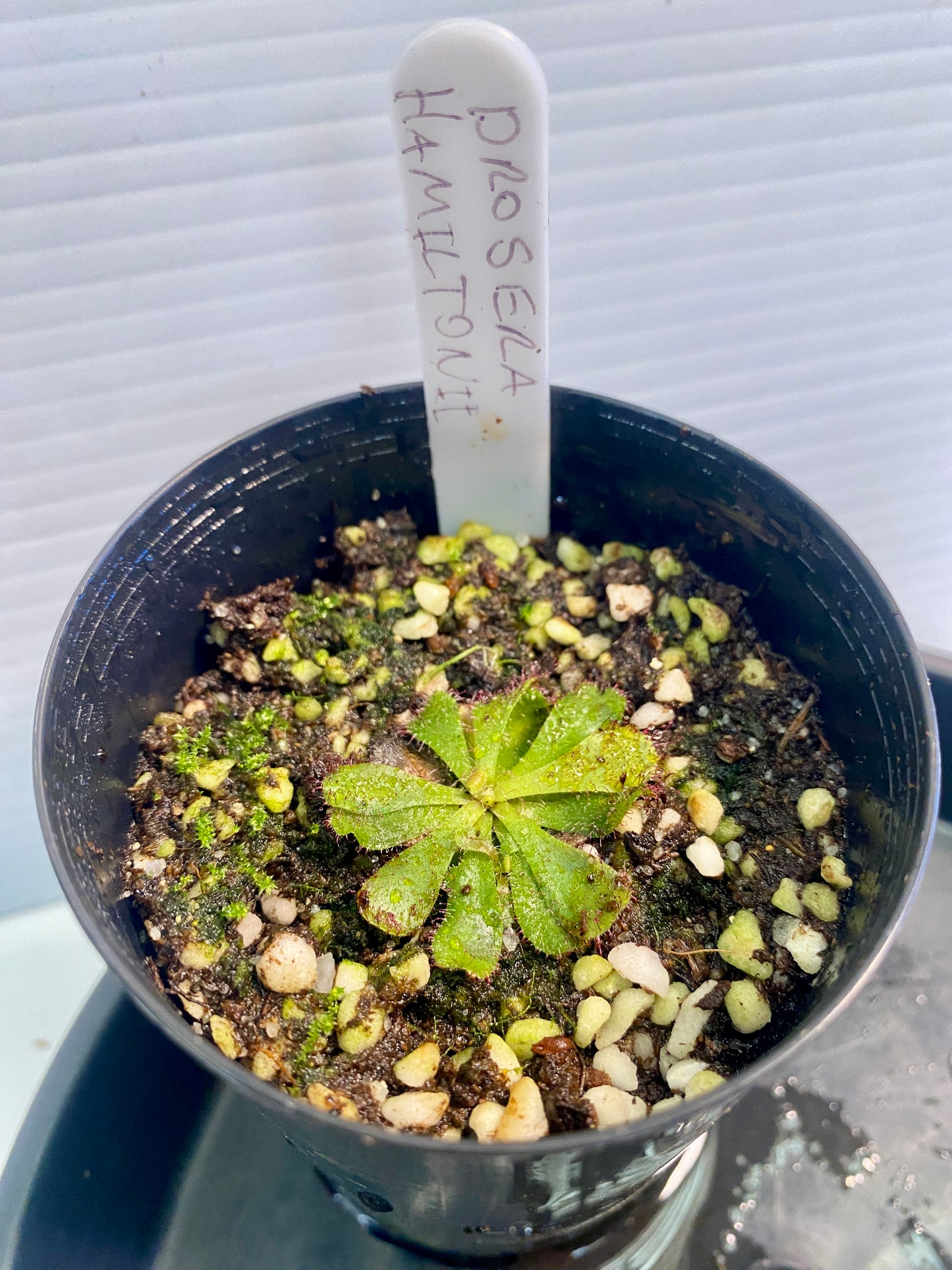 Drosera Admirabilis & Hamiltonii Pack