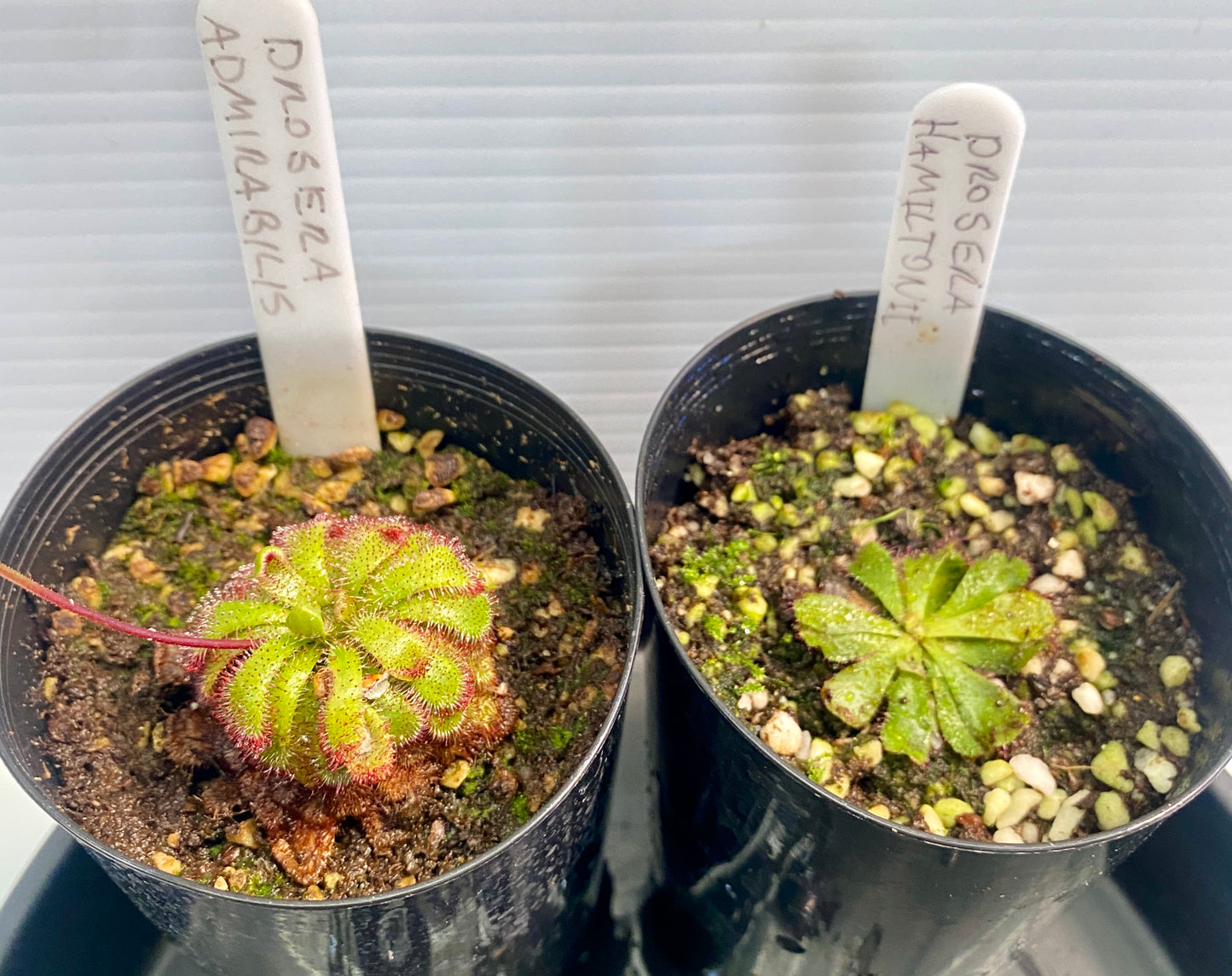 Drosera Admirabilis & Hamiltonii Pack