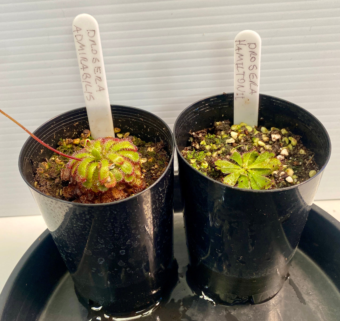 Drosera Admirabilis & Hamiltonii Pack