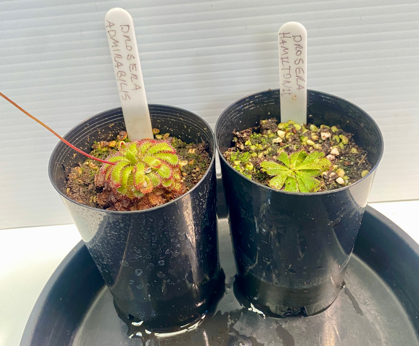 Drosera Admirabilis & Hamiltonii Pack