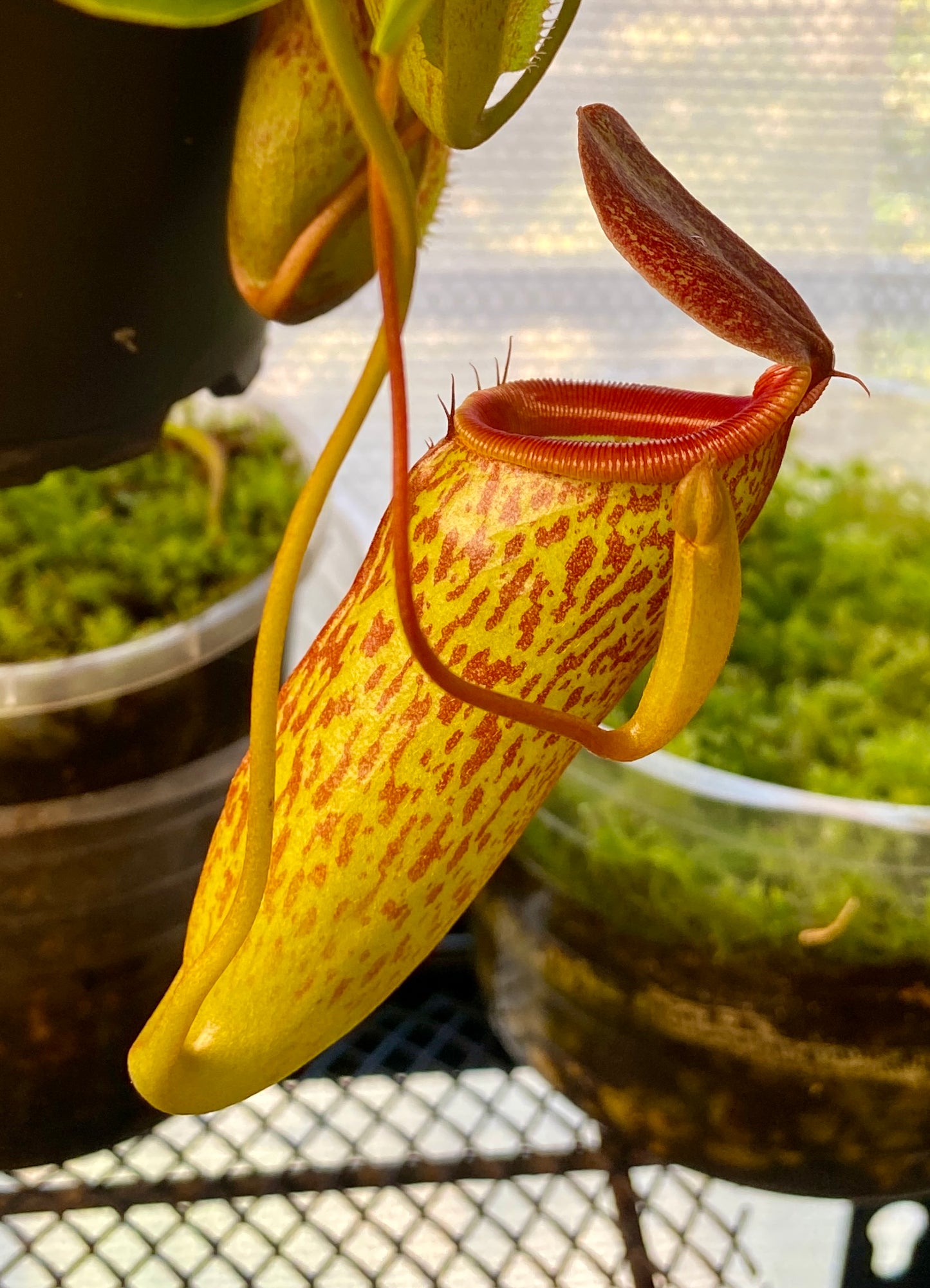 Nepenthes ventricosa x (maxima x talangensis) - S/M