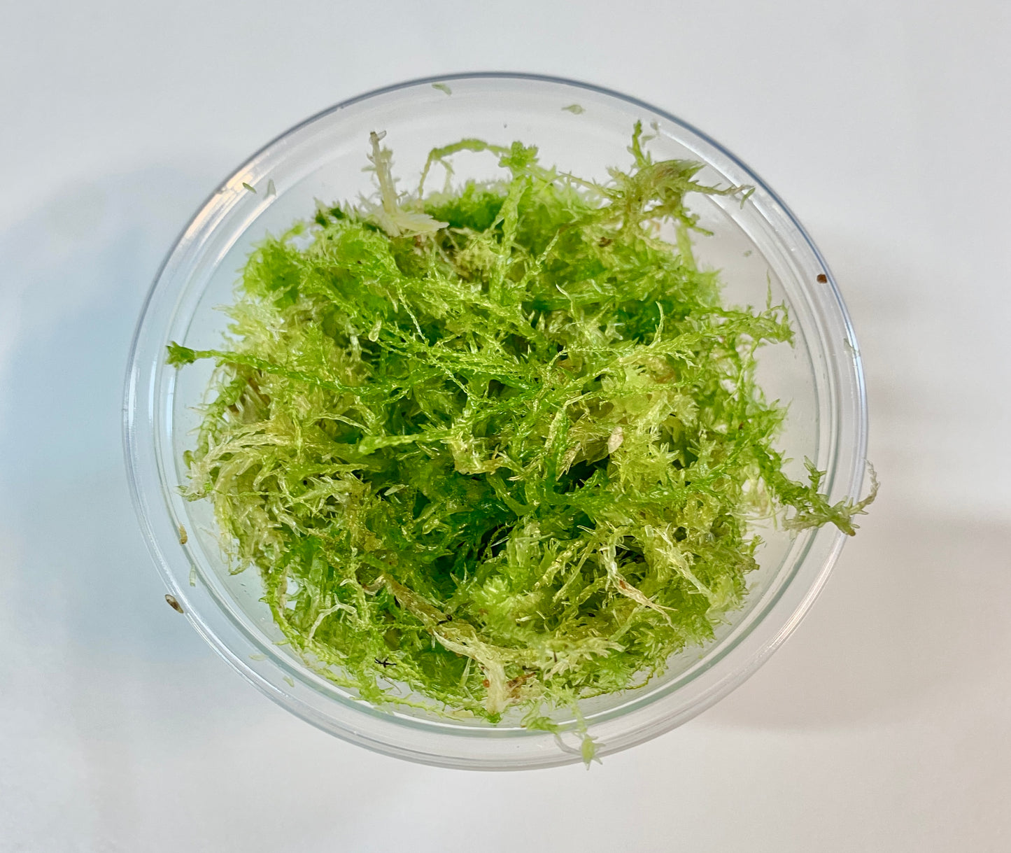 Live Sphagnum Moss - 120ml & 300ml Containers