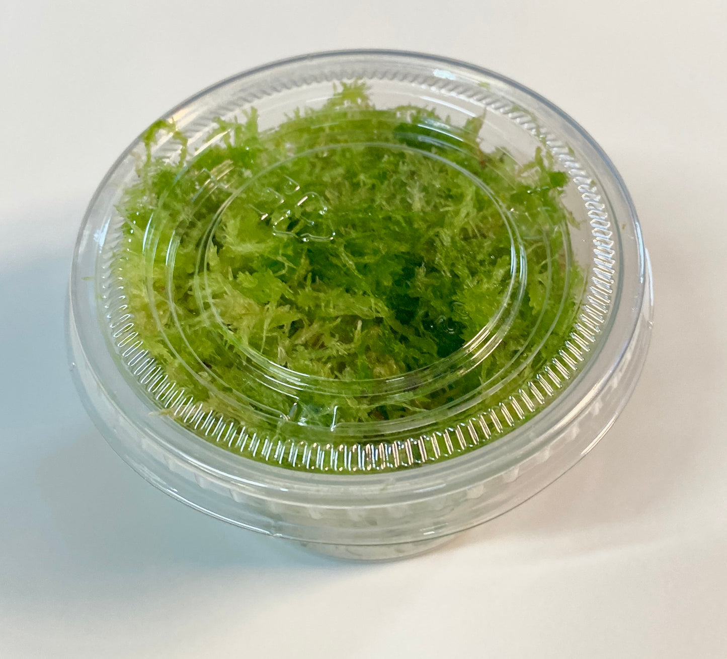 Live Sphagnum Moss - 120ml & 300ml Containers