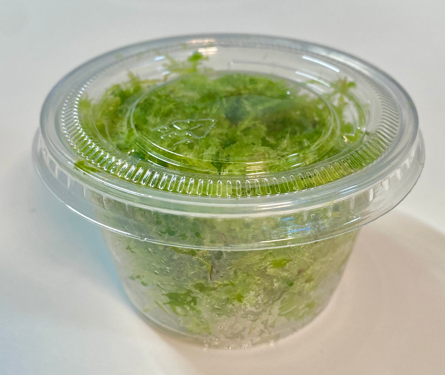 Live Sphagnum Moss - 120ml & 300ml Containers