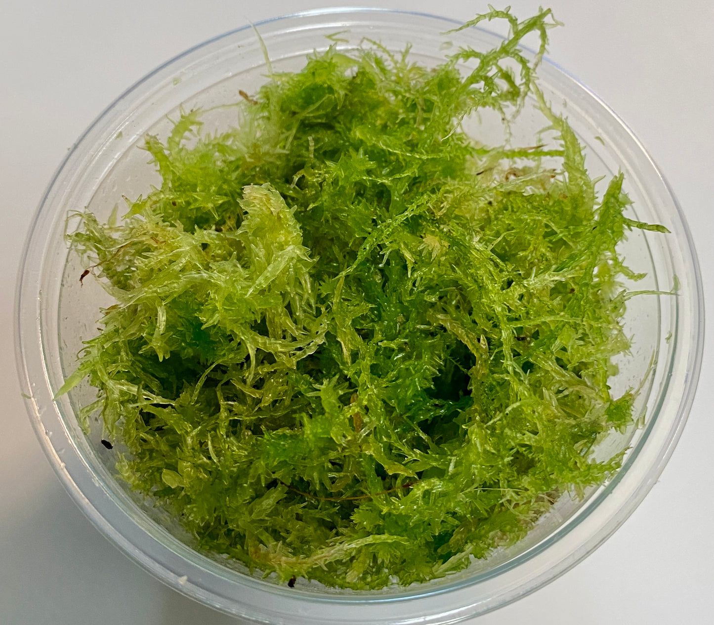 Live Sphagnum Moss - 120ml & 300ml Containers