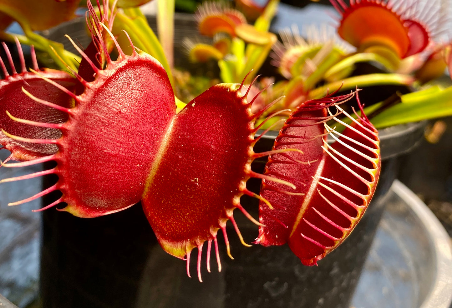 Dionaea muscipula - Venus Fly Trap - Typical
