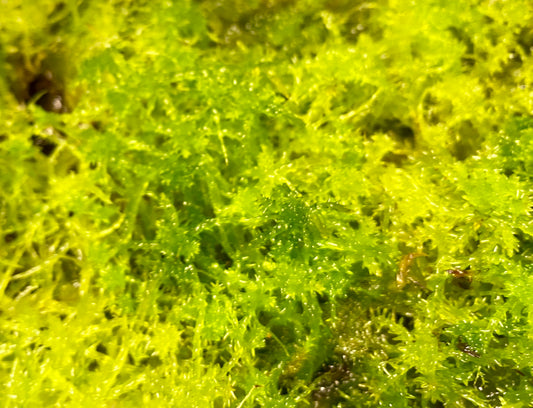 Live Sphagnum Moss - 100ml & 300ml Containers