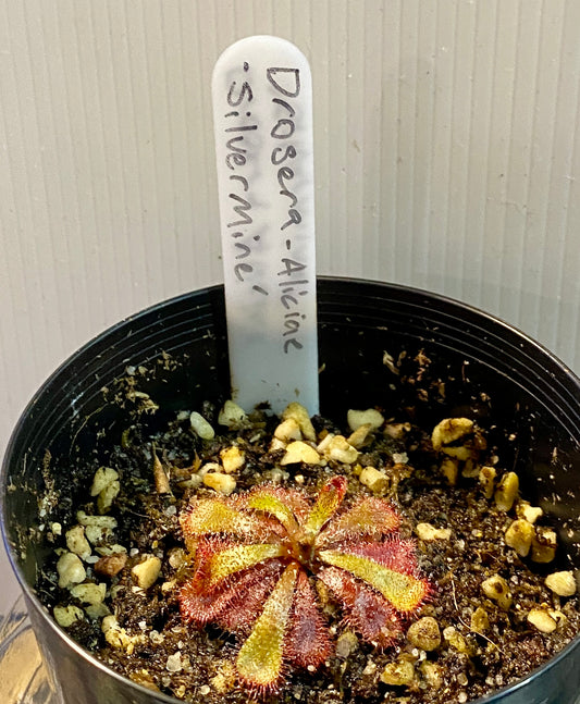 Drosera Aliciae - 'silvermine'