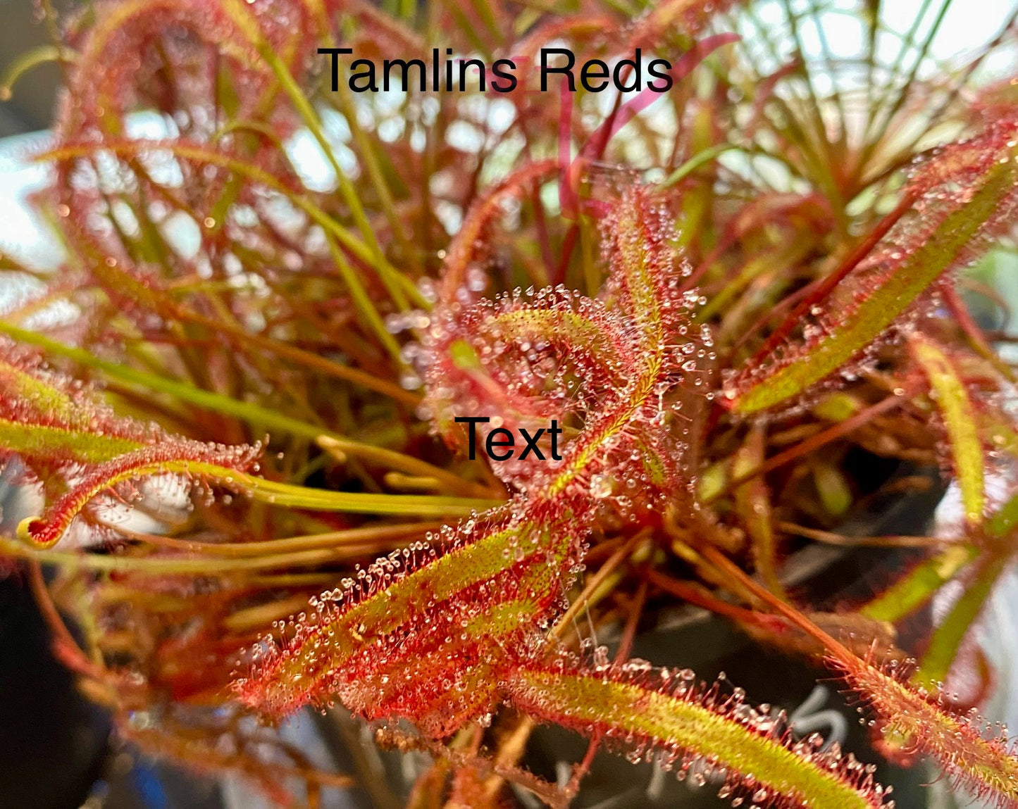 Drosera Capensis - Tamlins Red