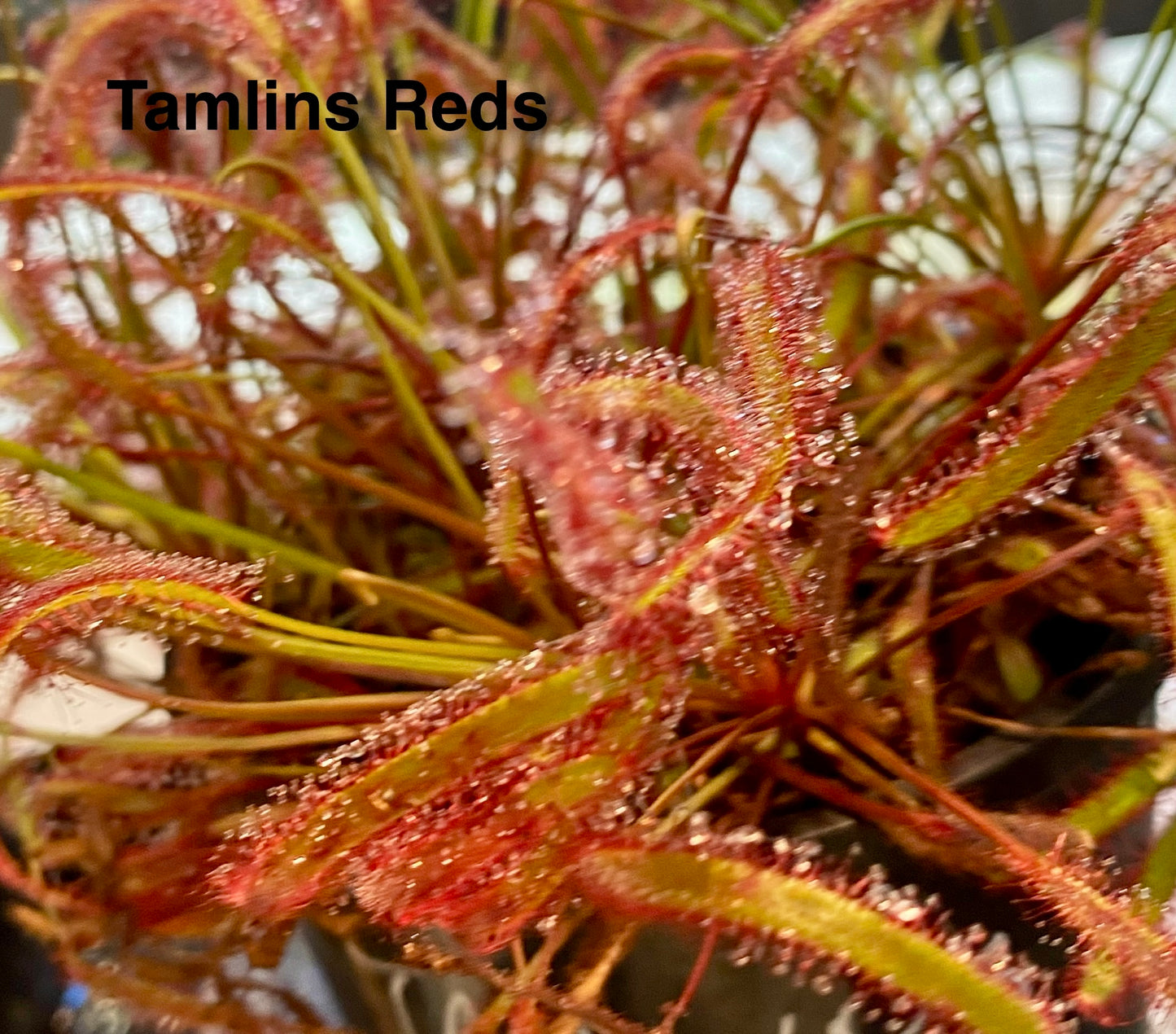 Drosera Capensis - Tamlins Red