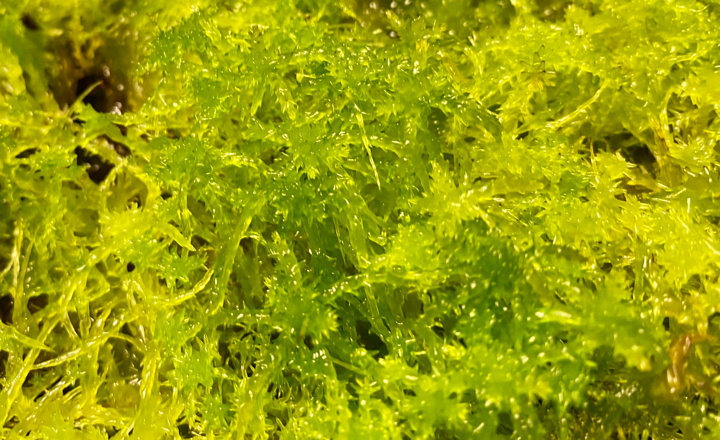 Live Sphagnum Moss - 120ml & 300ml Containers