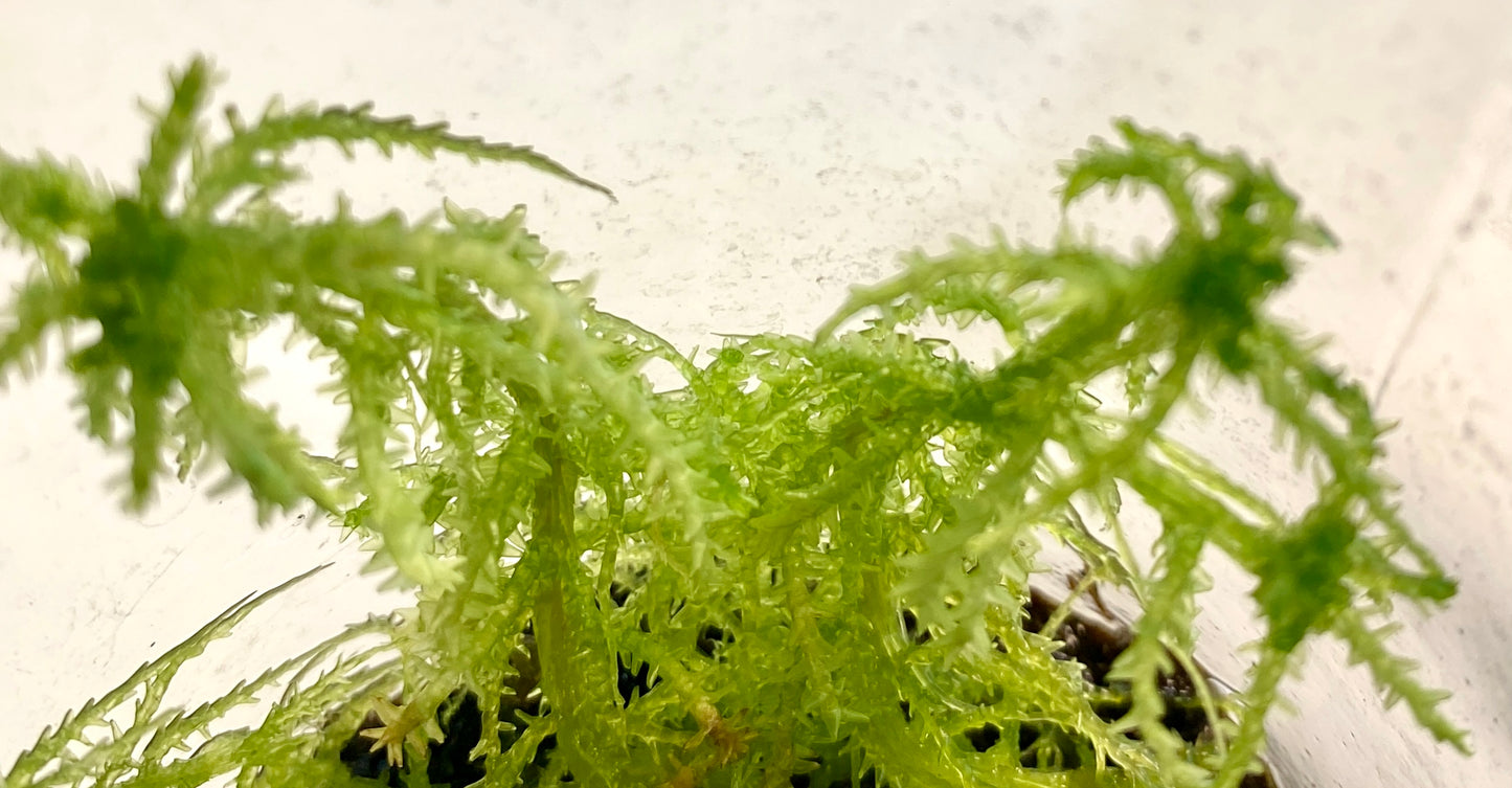 Live Sphagnum Moss - 120ml & 300ml Containers