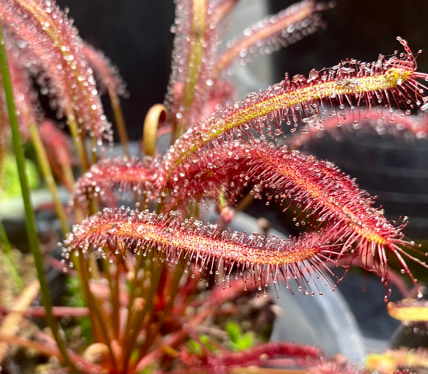 Drosera Capensis - Red 2 Pack- Mini Red & Tamlins Red