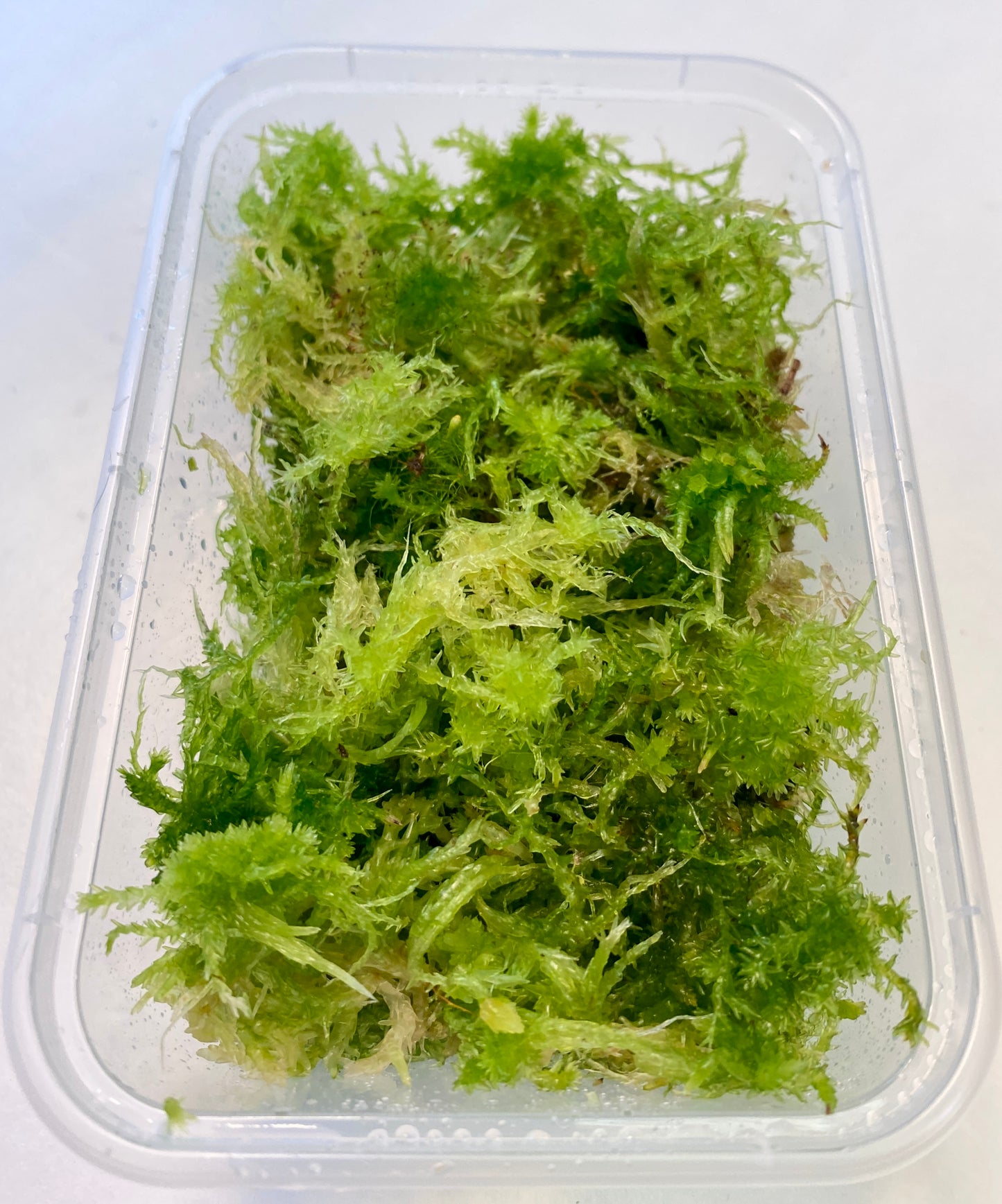 Live Sphagnum Moss - 120ml & 300ml Containers