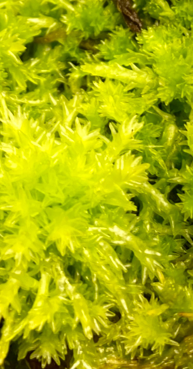 Live Sphagnum Moss - 120ml & 300ml Containers