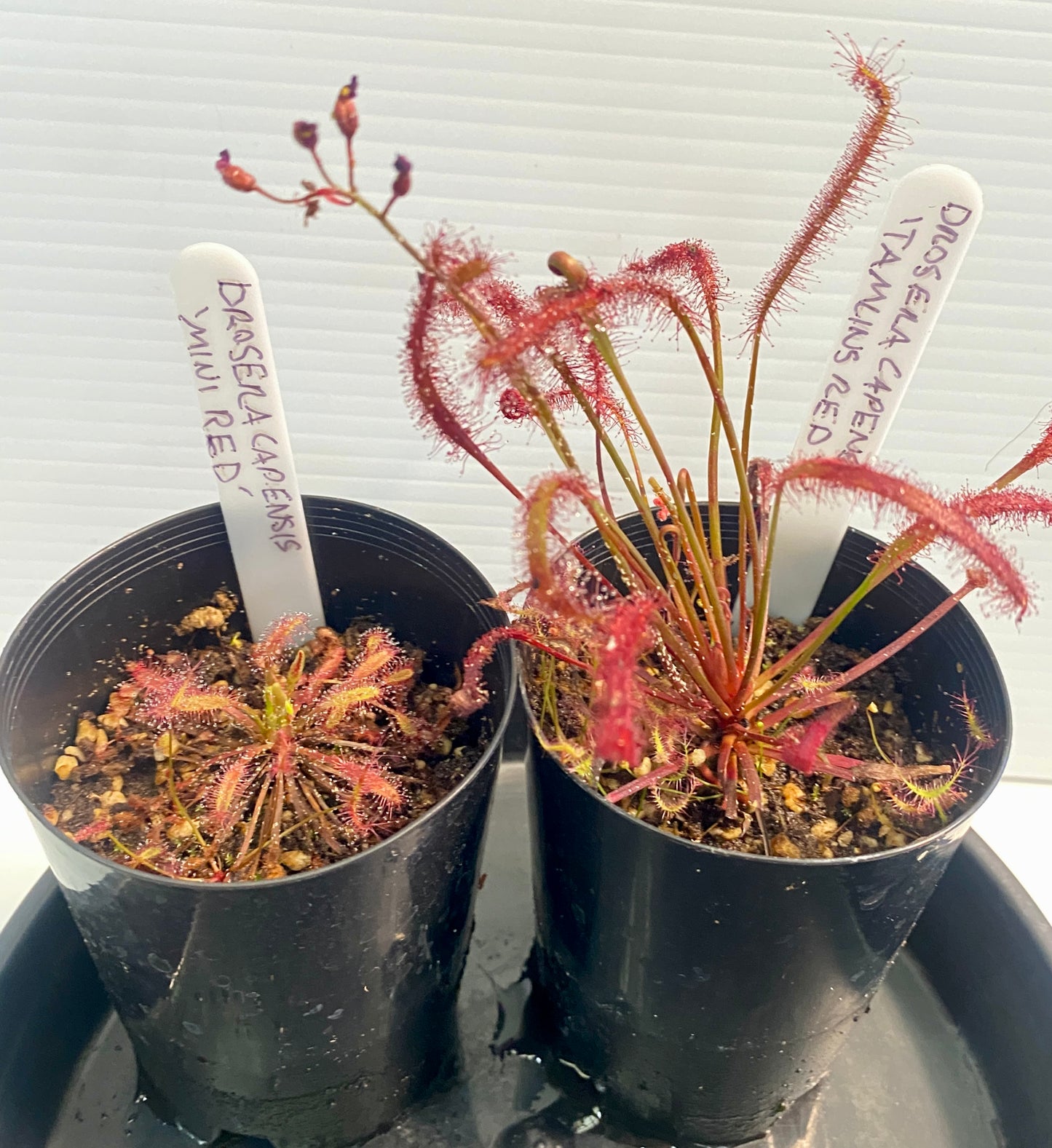 Drosera Capensis - Red 2 Pack- Mini Red & Tamlins Red