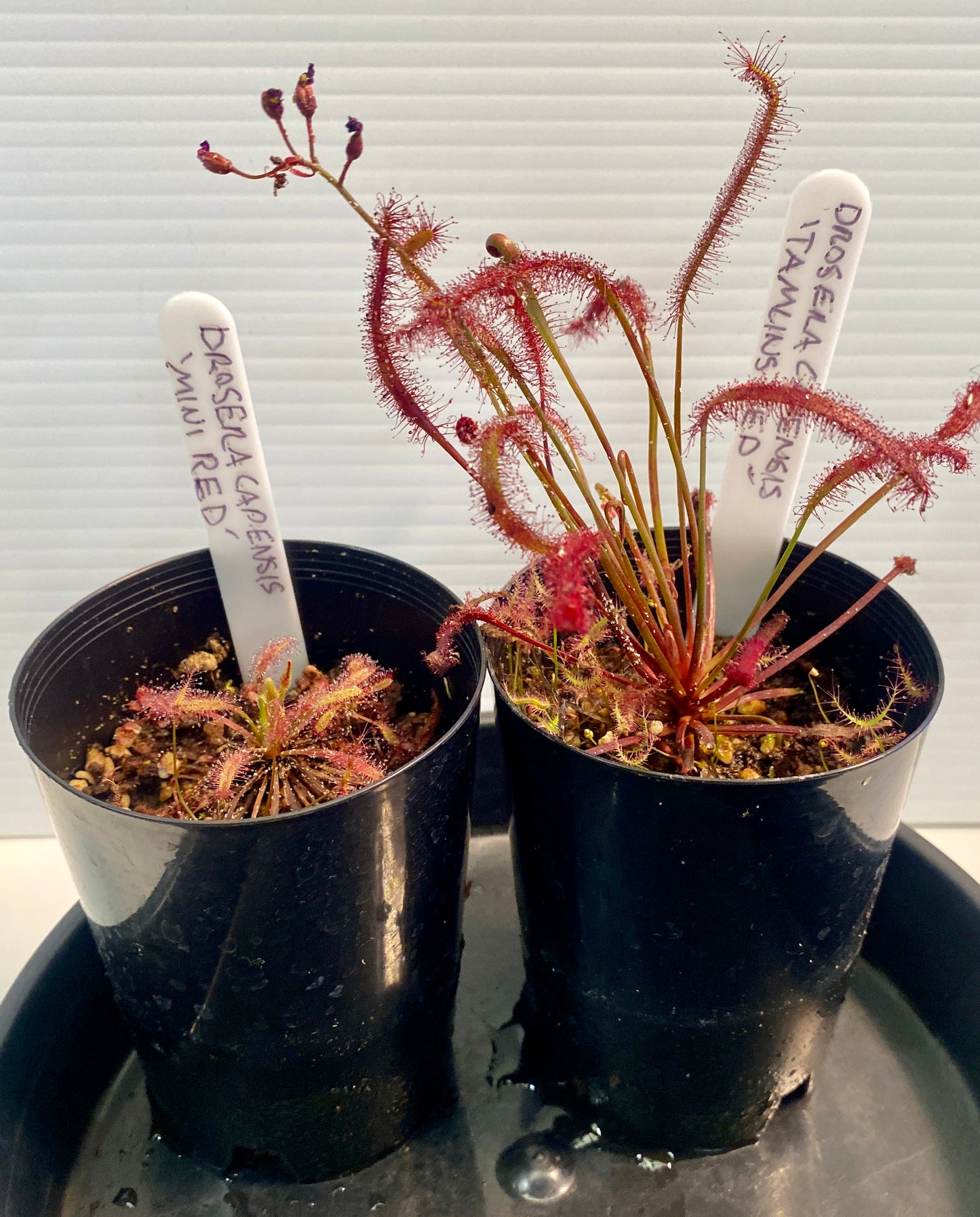 Drosera Capensis - Red 2 Pack- Mini Red & Tamlins Red