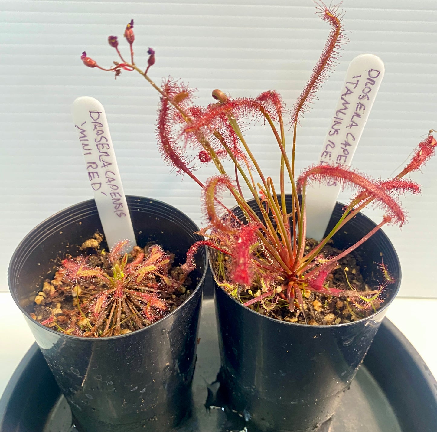 Drosera Capensis - Red 2 Pack- Mini Red & Tamlins Red