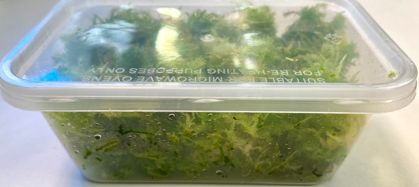 Live Sphagnum Moss - 120ml & 300ml Containers