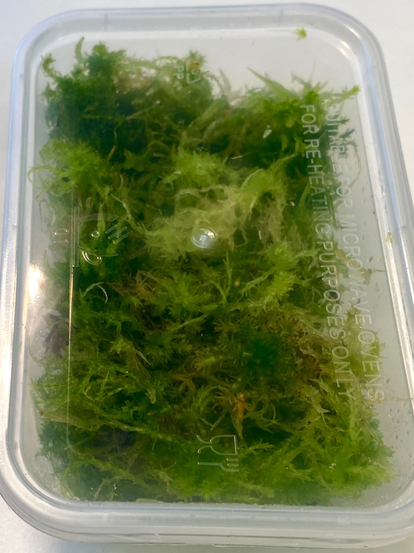 Live Sphagnum Moss - 120ml & 300ml Containers