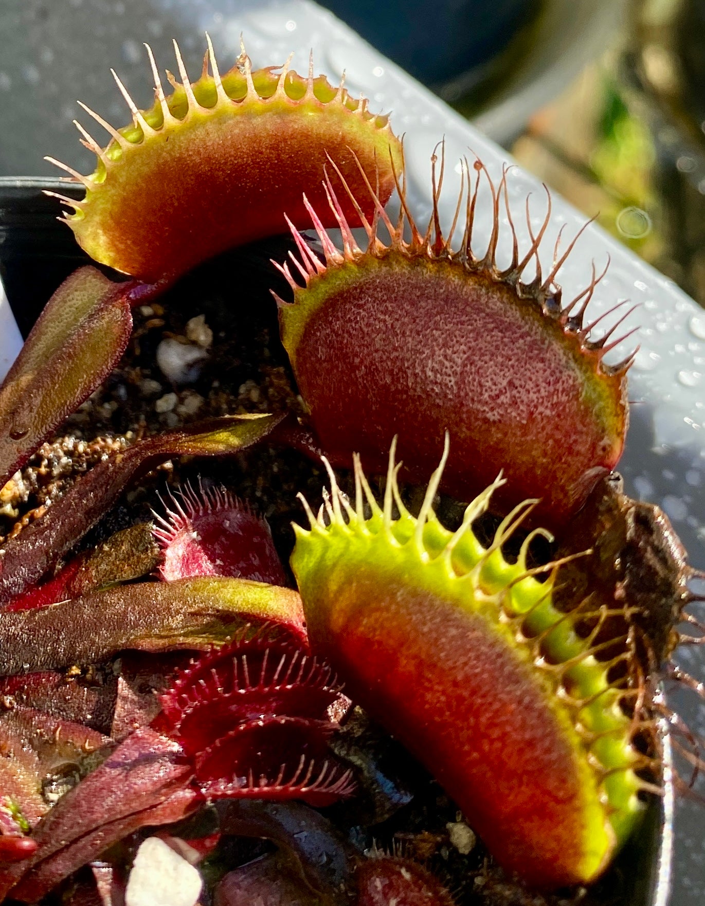 Dionaea muscipula - Venus Fly Trap - Akai Ryu x DCXL