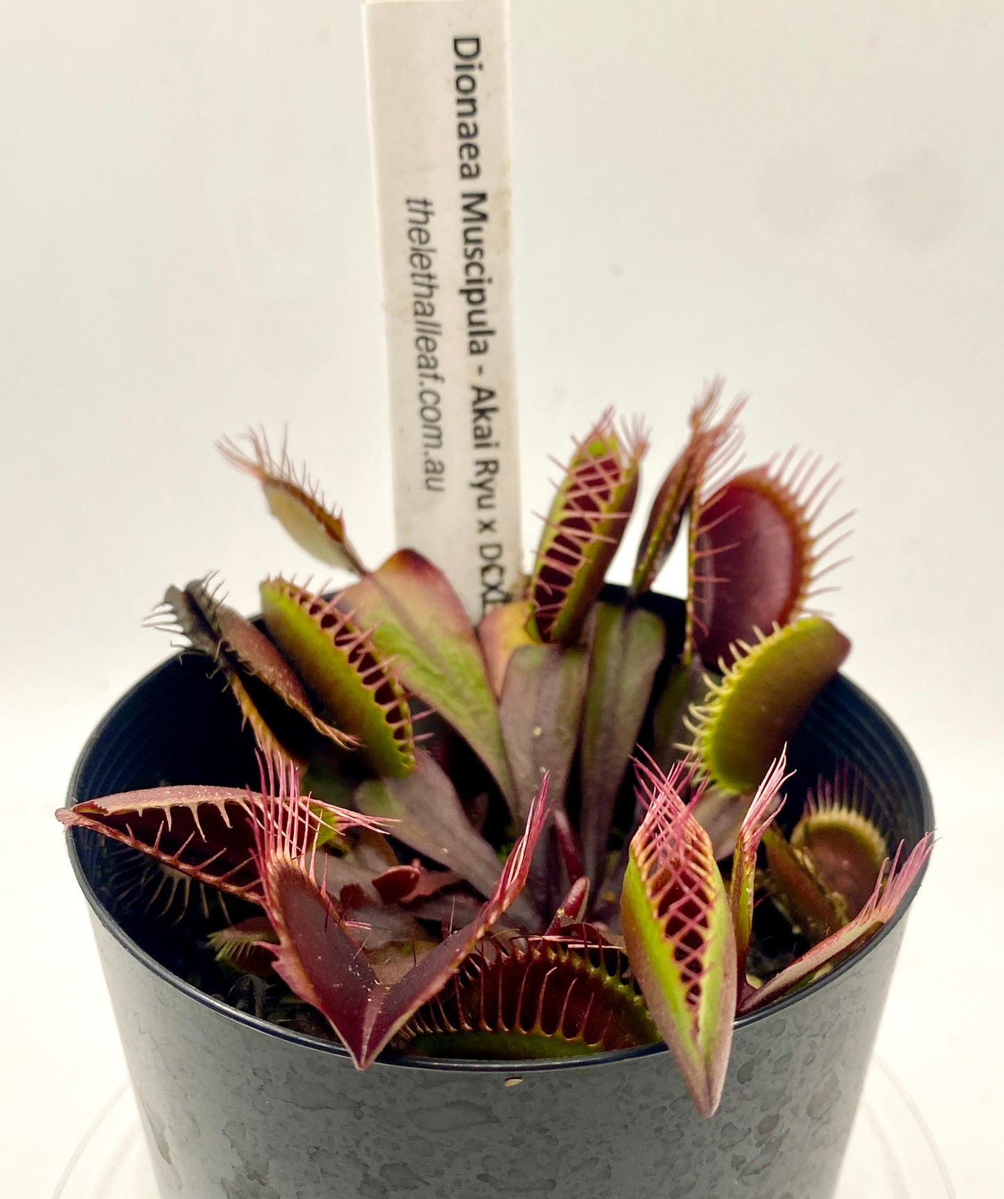 Dionaea muscipula - Venus Fly Trap - Akai Ryu x DCXL