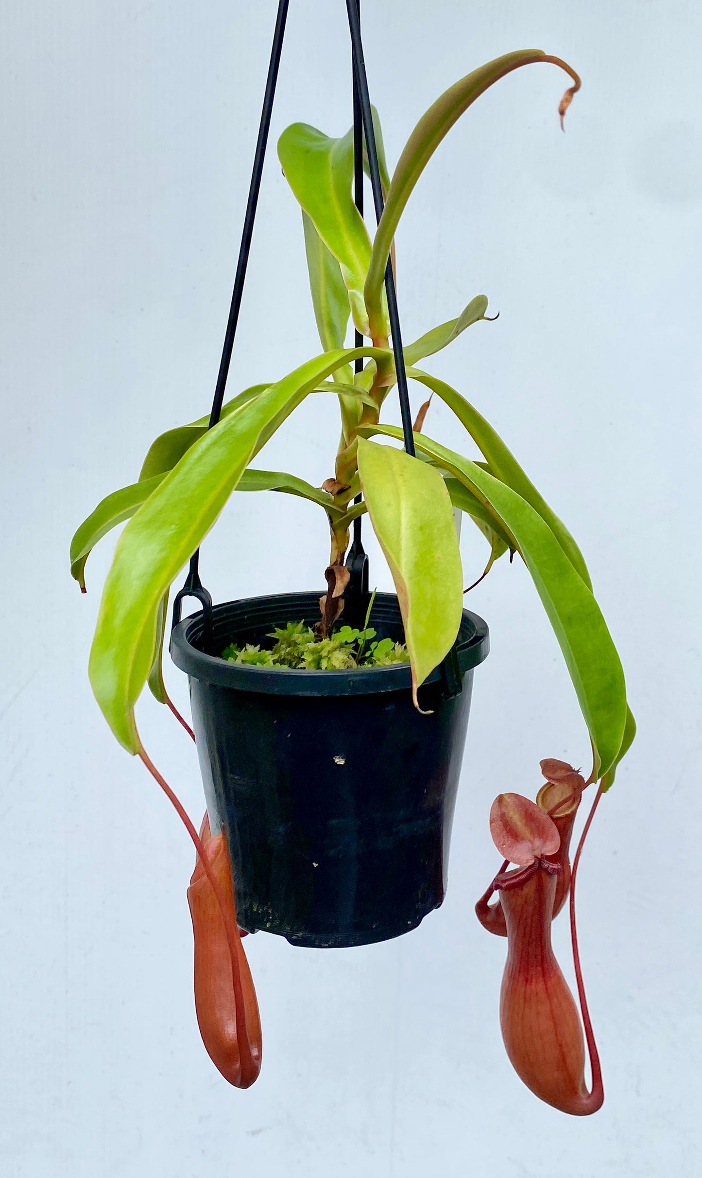 Nepenthes St Gaya (N. khasiana x (ventricosa x maxima) - M & M/L