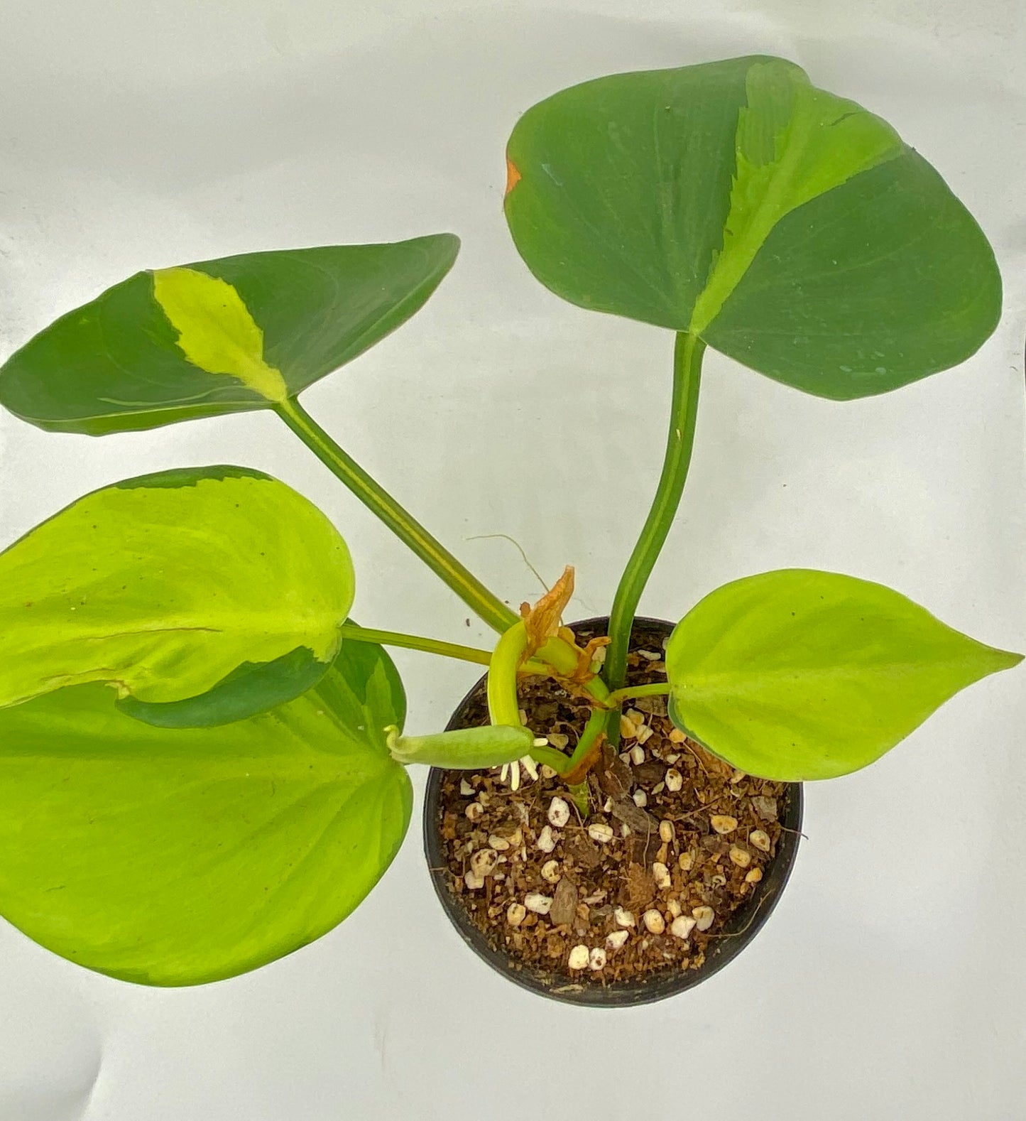 Philodendron Brasil