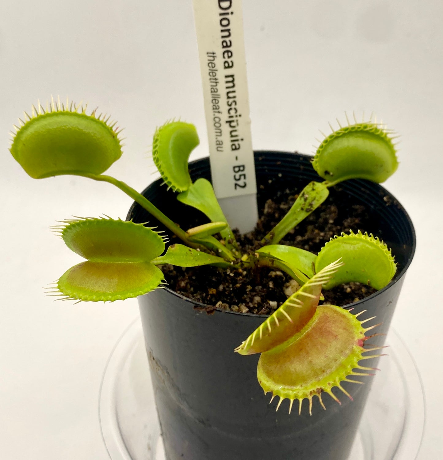 Dionaea Muscipula - Venus Fly Trap - VFT - B52