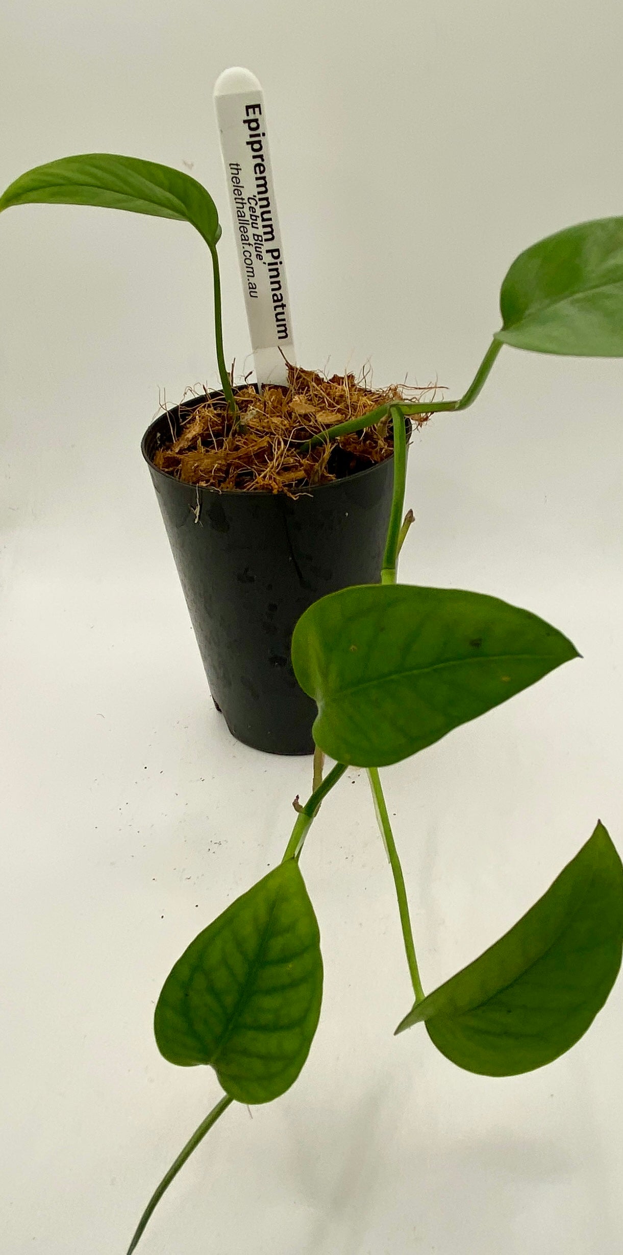 Epipremnum Pinnatum - cebu blue