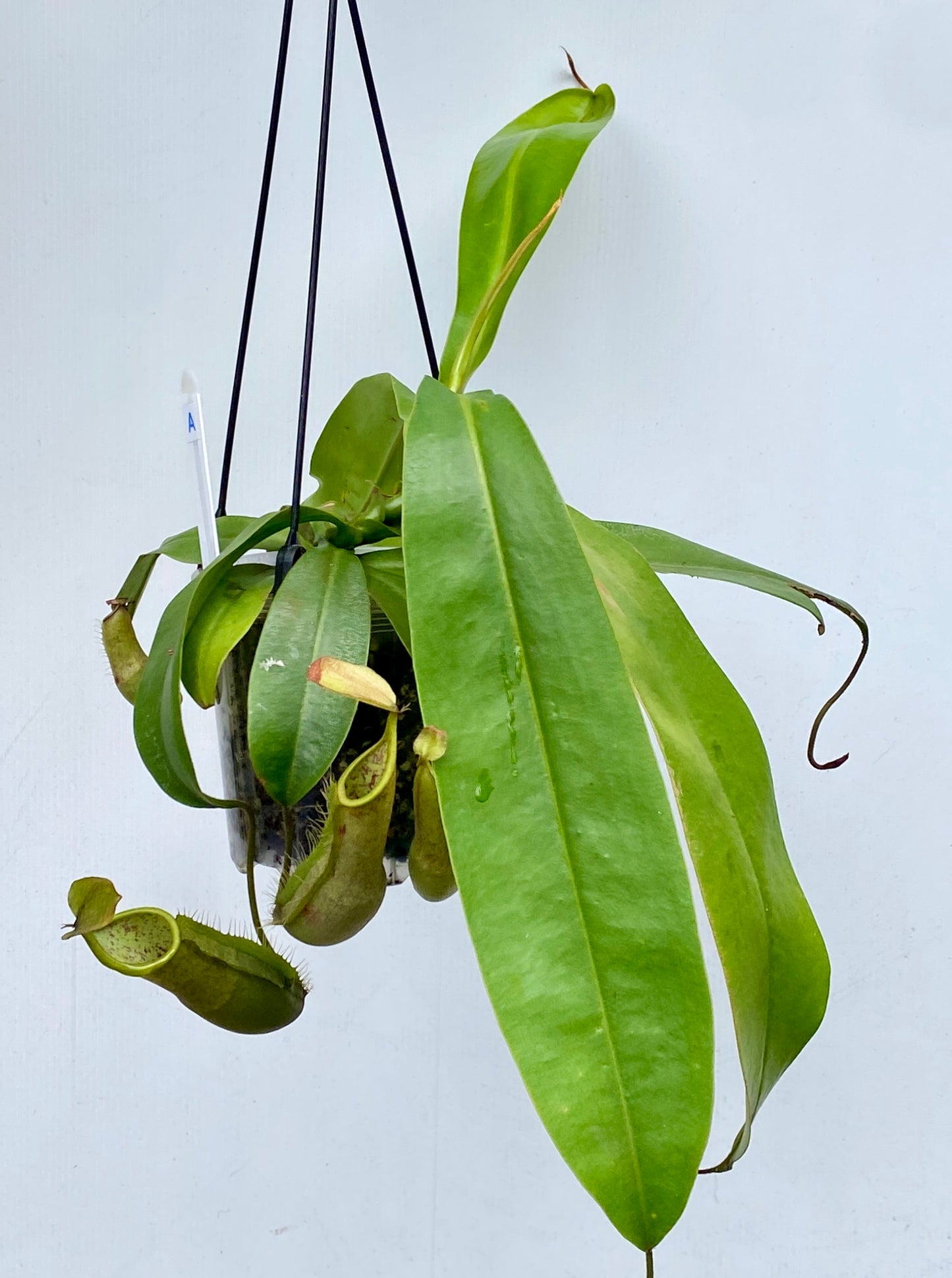 Nepenthes Louisa -  (N. Rebecca Soper x N. Hirsuta) - M