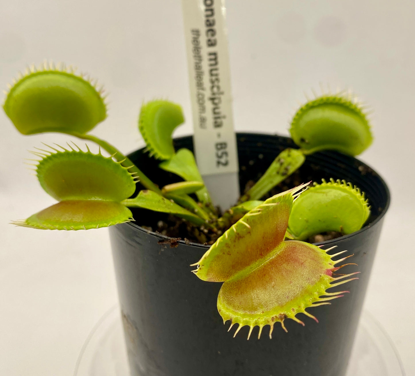 Dionaea Muscipula - Venus Fly Trap - VFT - B52