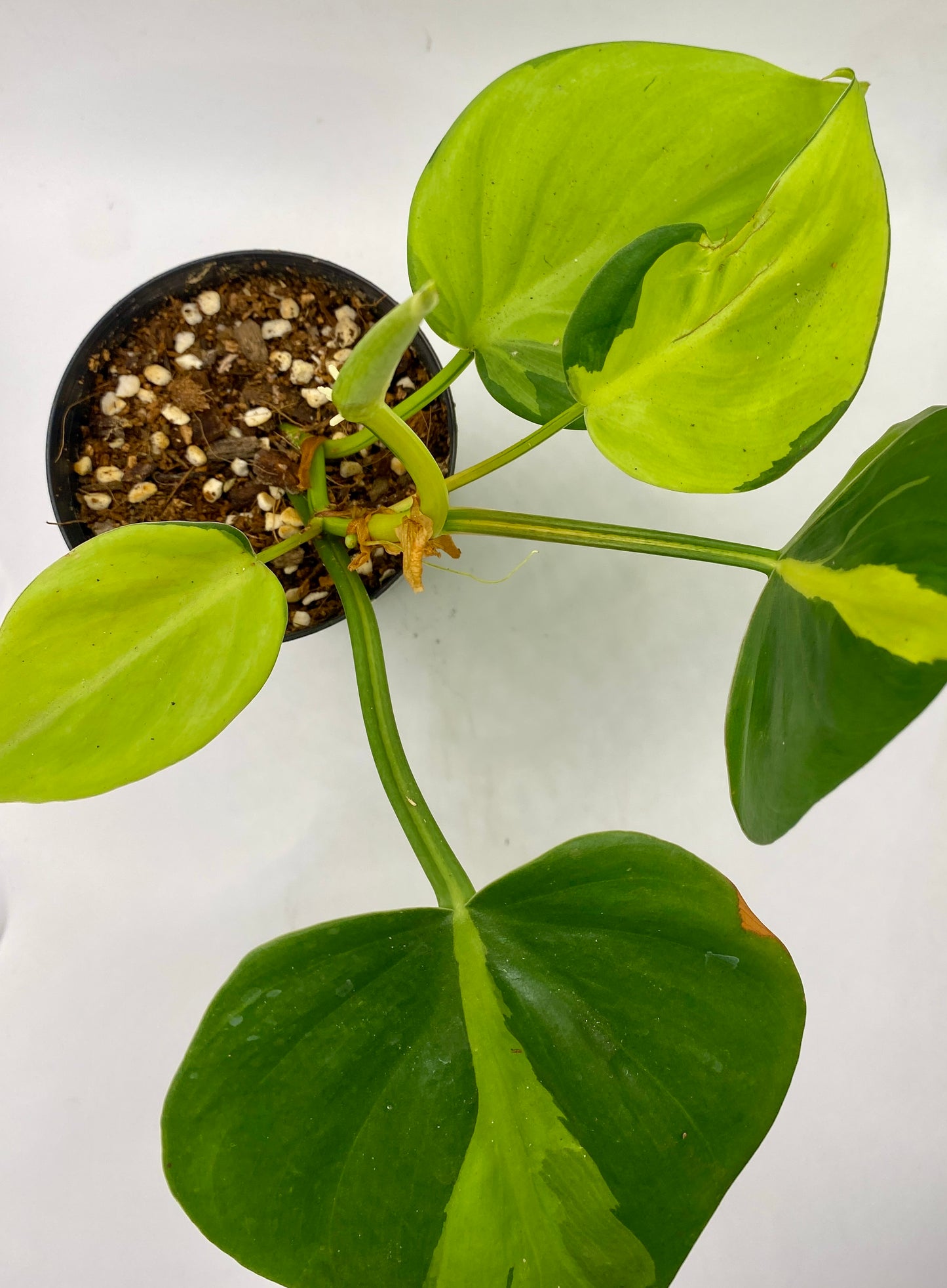 Philodendron Brasil