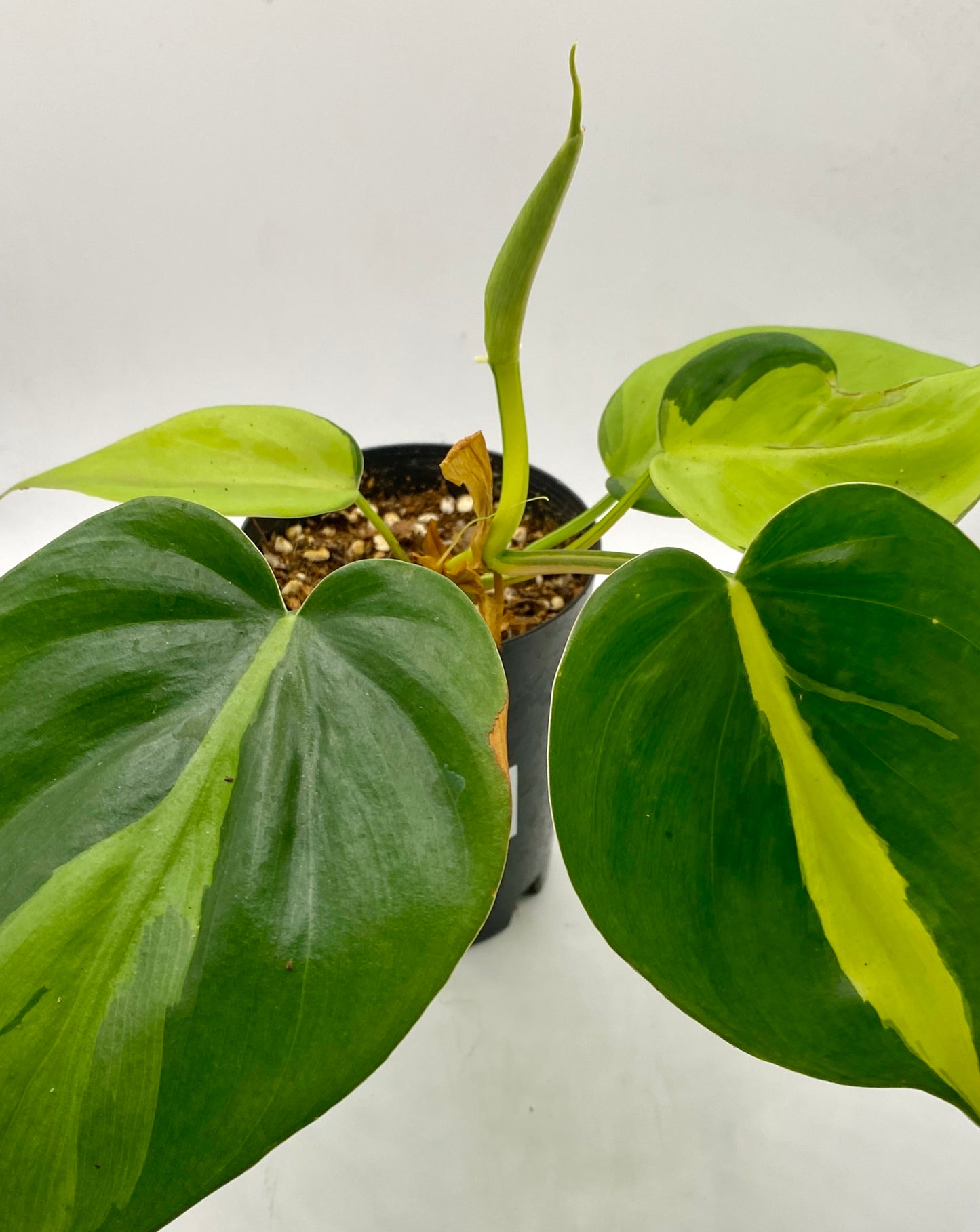 Philodendron Brasil