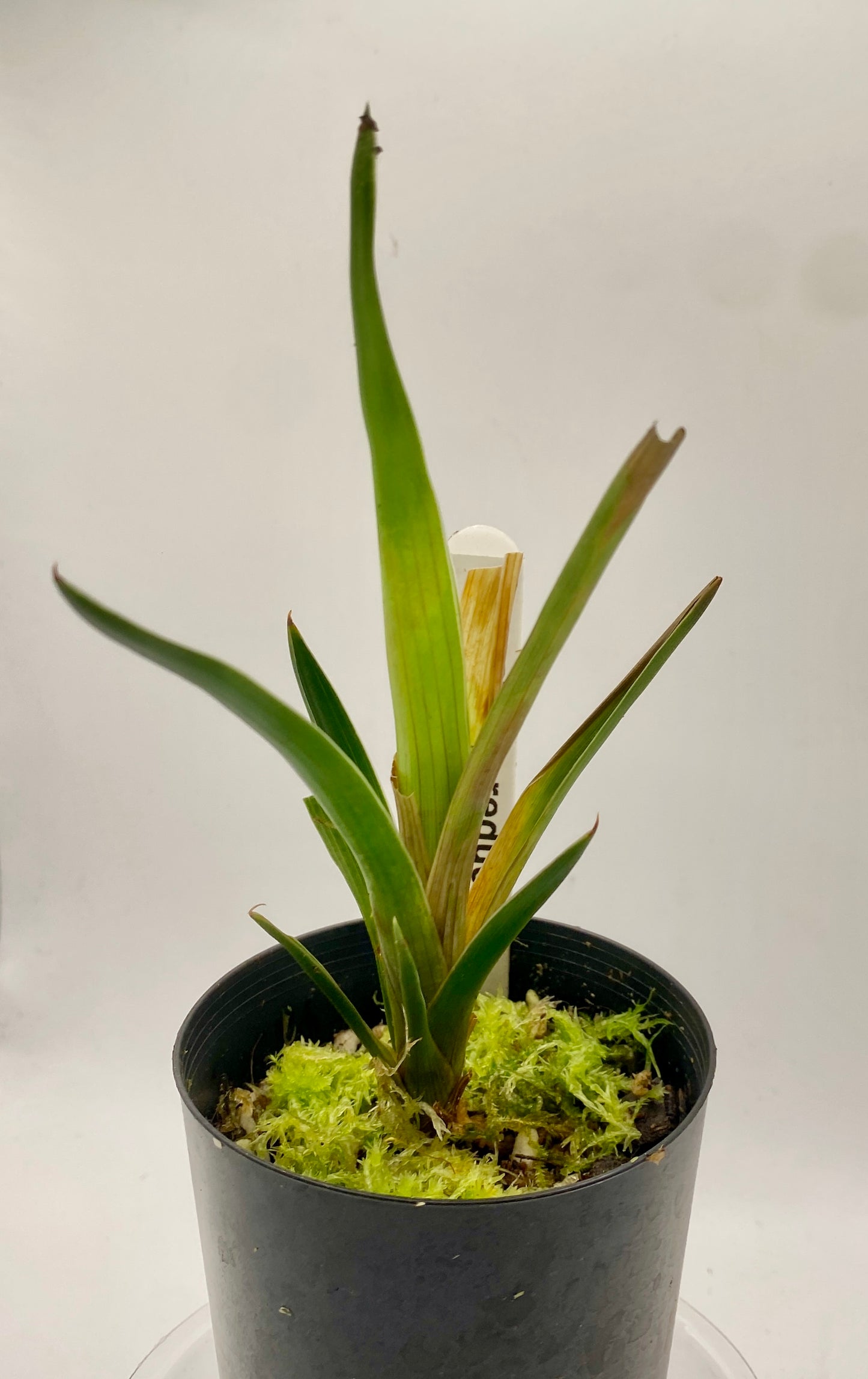 Brocchinia reducta