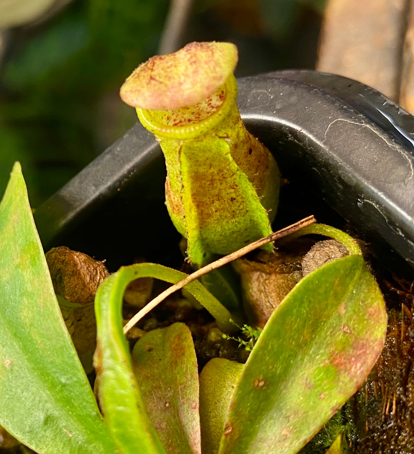 N. (Ventricosa x Sibuyanensis) x Minima - seed grown