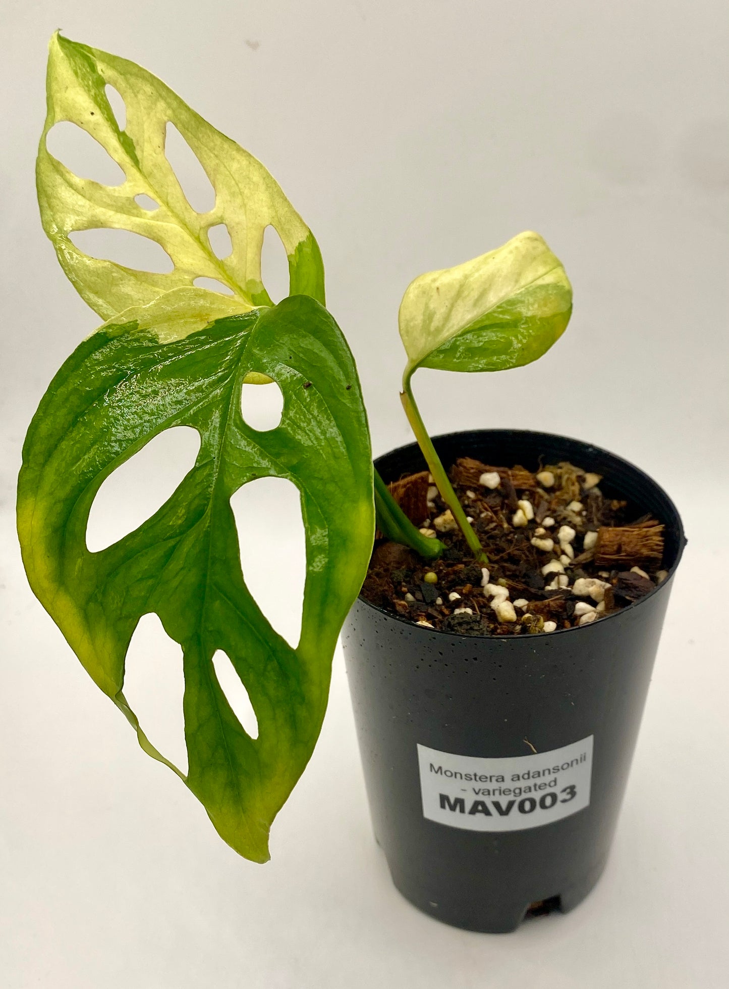 Monsters adonsii - variegated