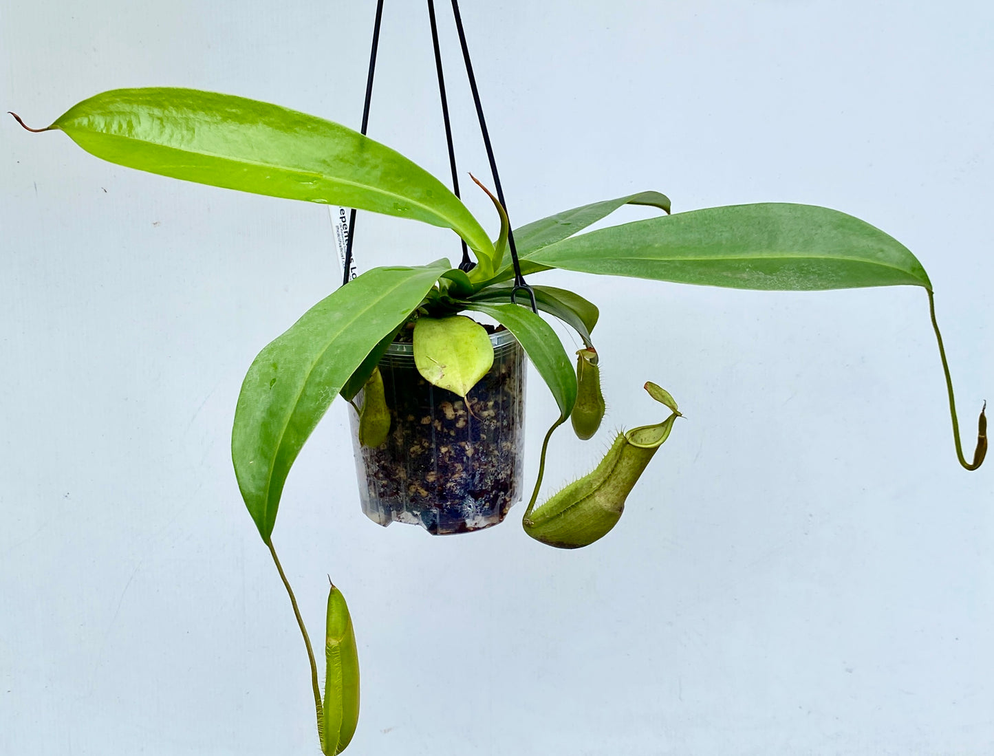 Nepenthes Louisa -  (N. Rebecca Soper x N. Hirsuta) - M