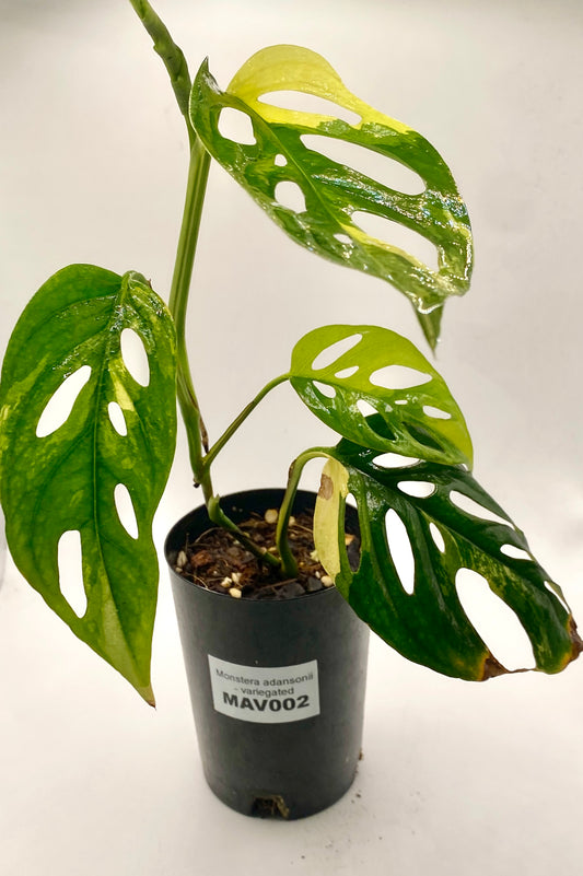 Monsters adonsii - variegated