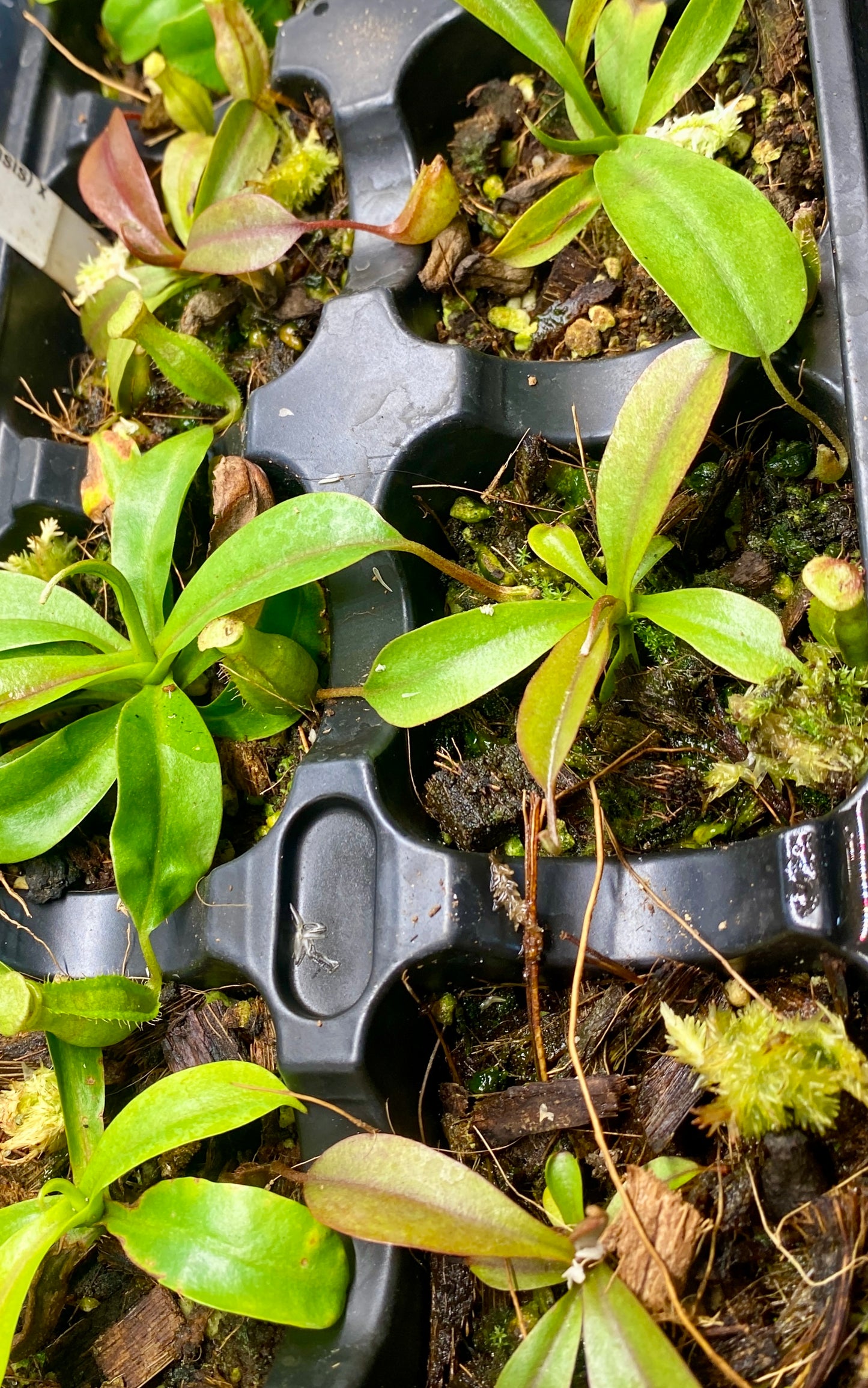 N. (Ventricosa x Sibuyanensis) x Minima - seed grown