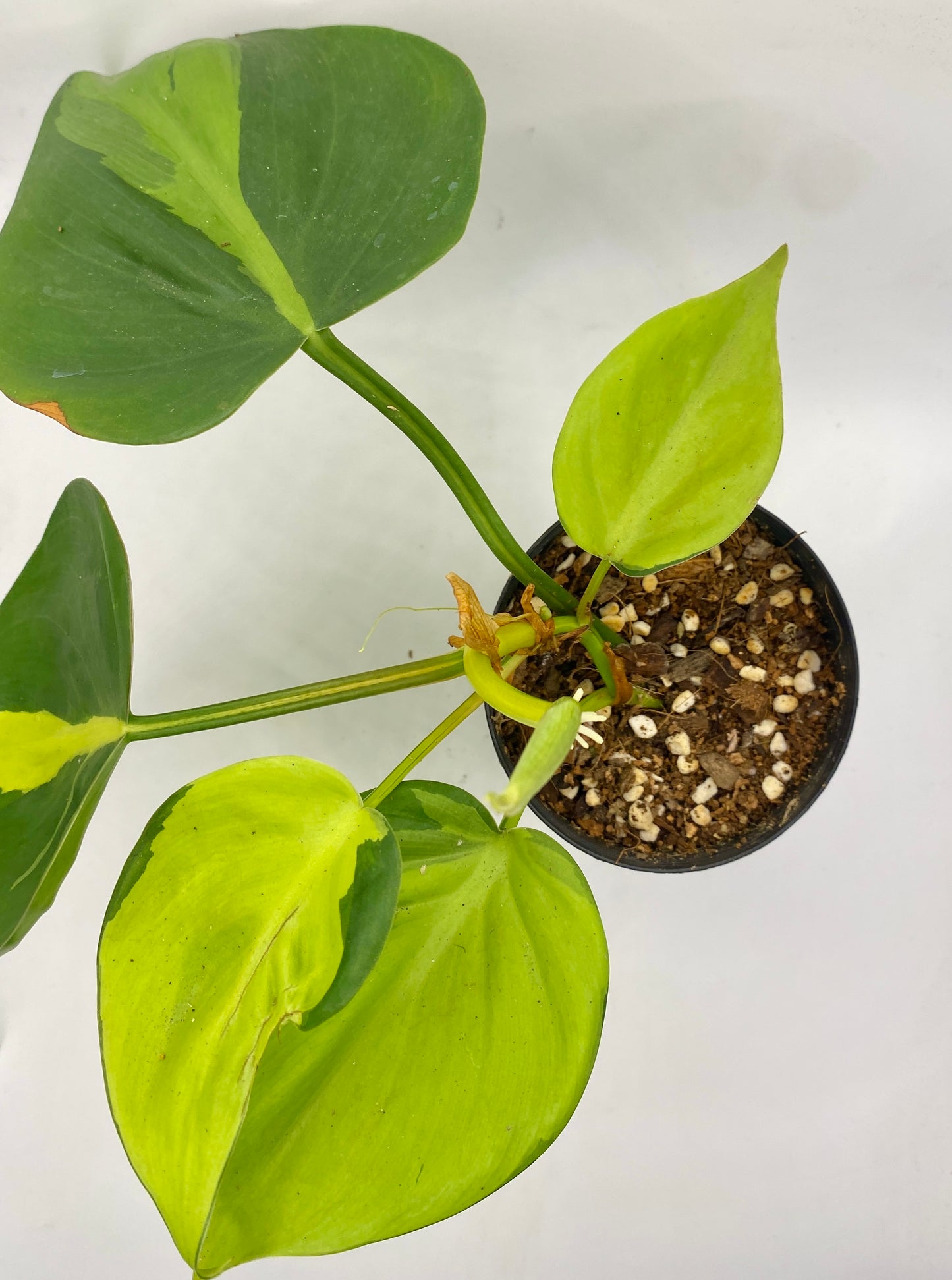 Philodendron Brasil