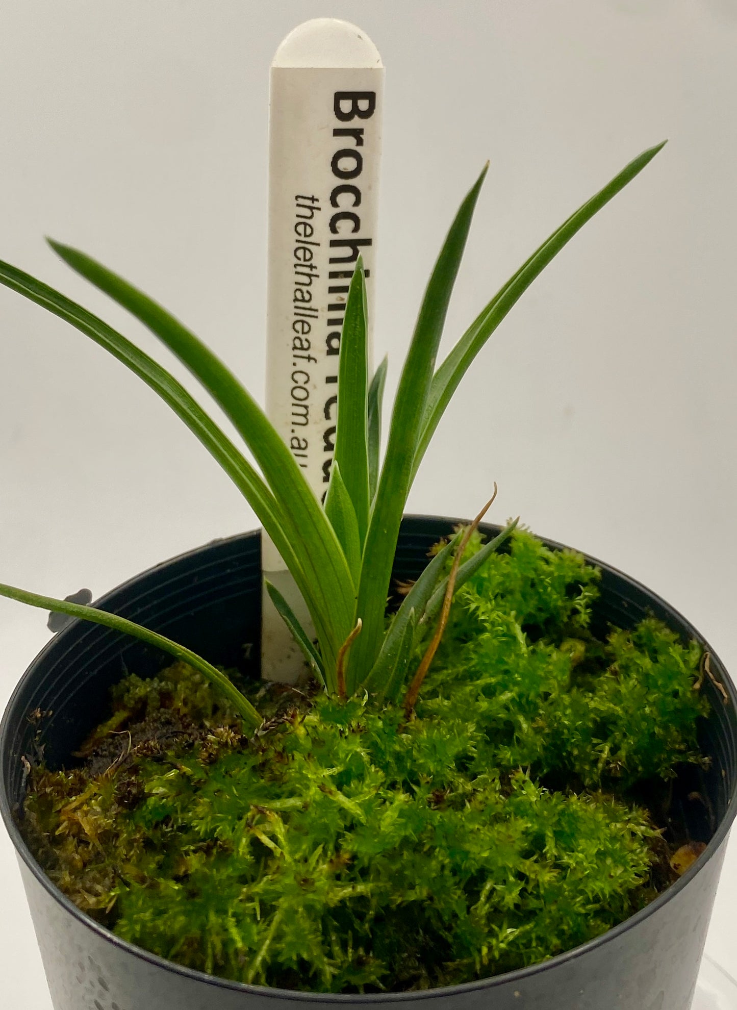 Brocchinia reducta
