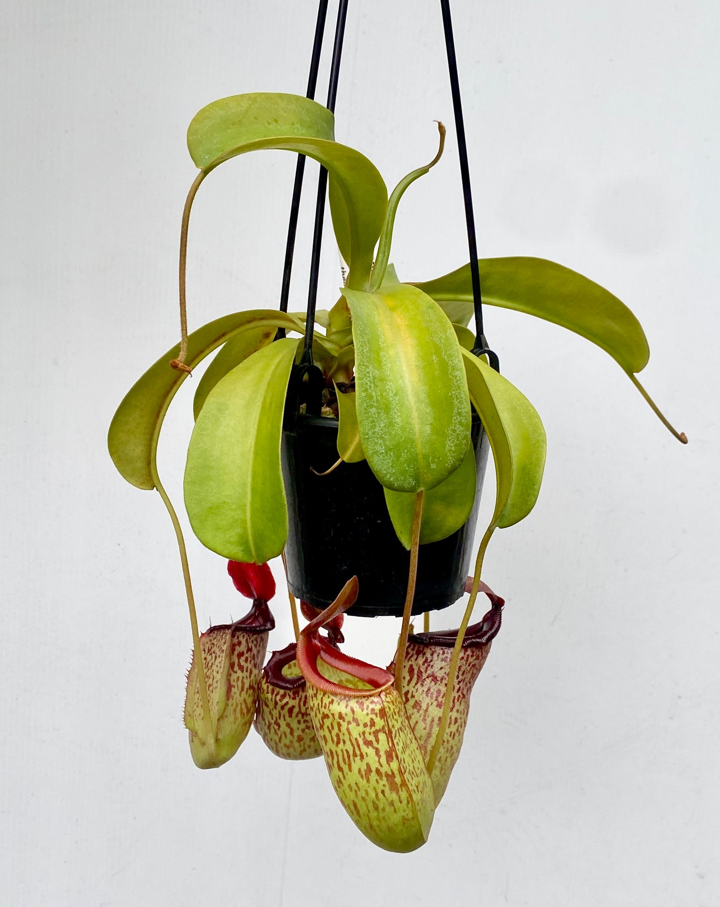 Nepenthes ventricosa x (maxima x talangensis) - S/M - Female