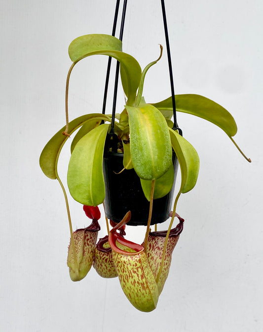 Nepenthes ventricosa x (maxima x talangensis) - S/M - Female
