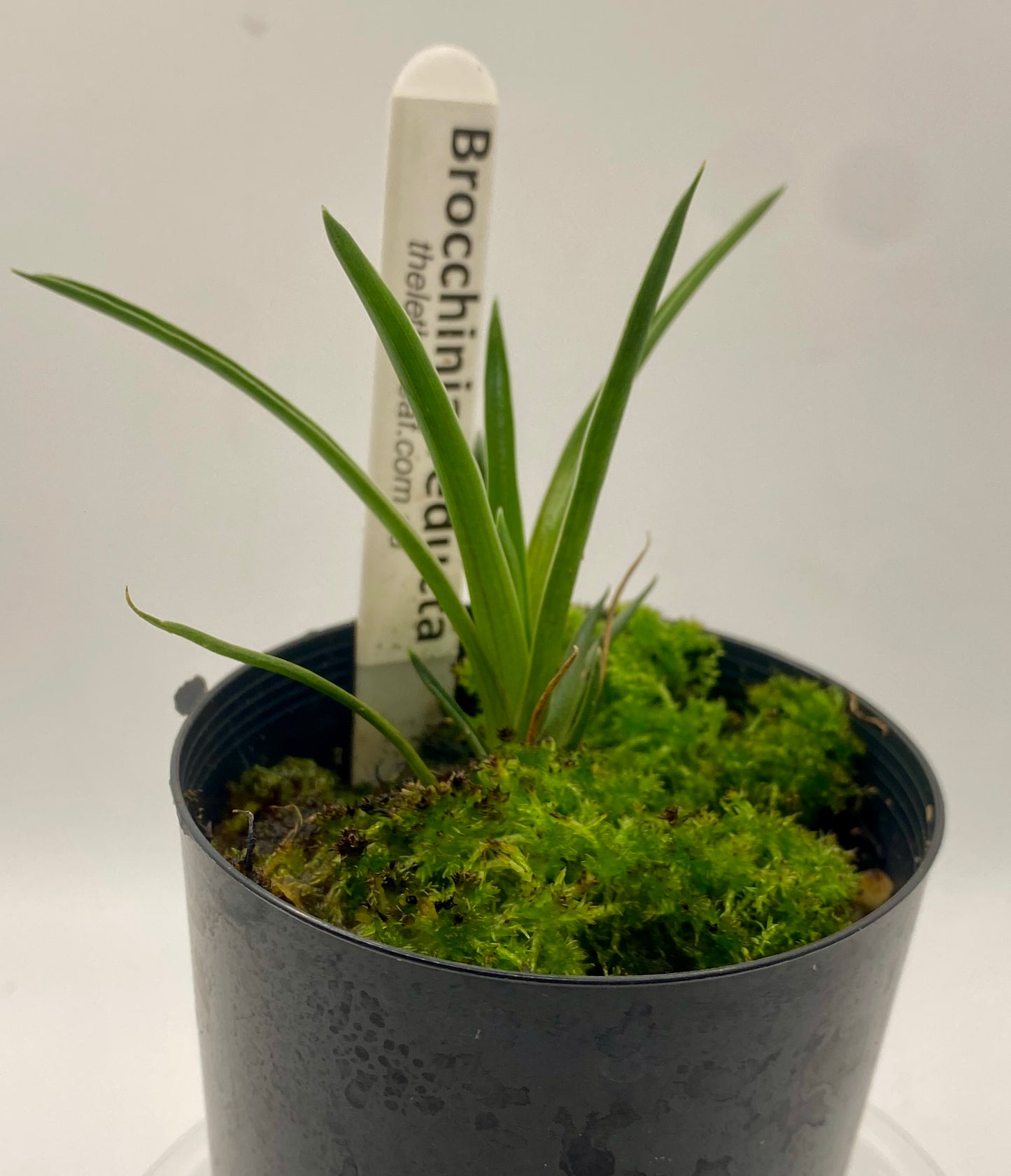 Brocchinia reducta