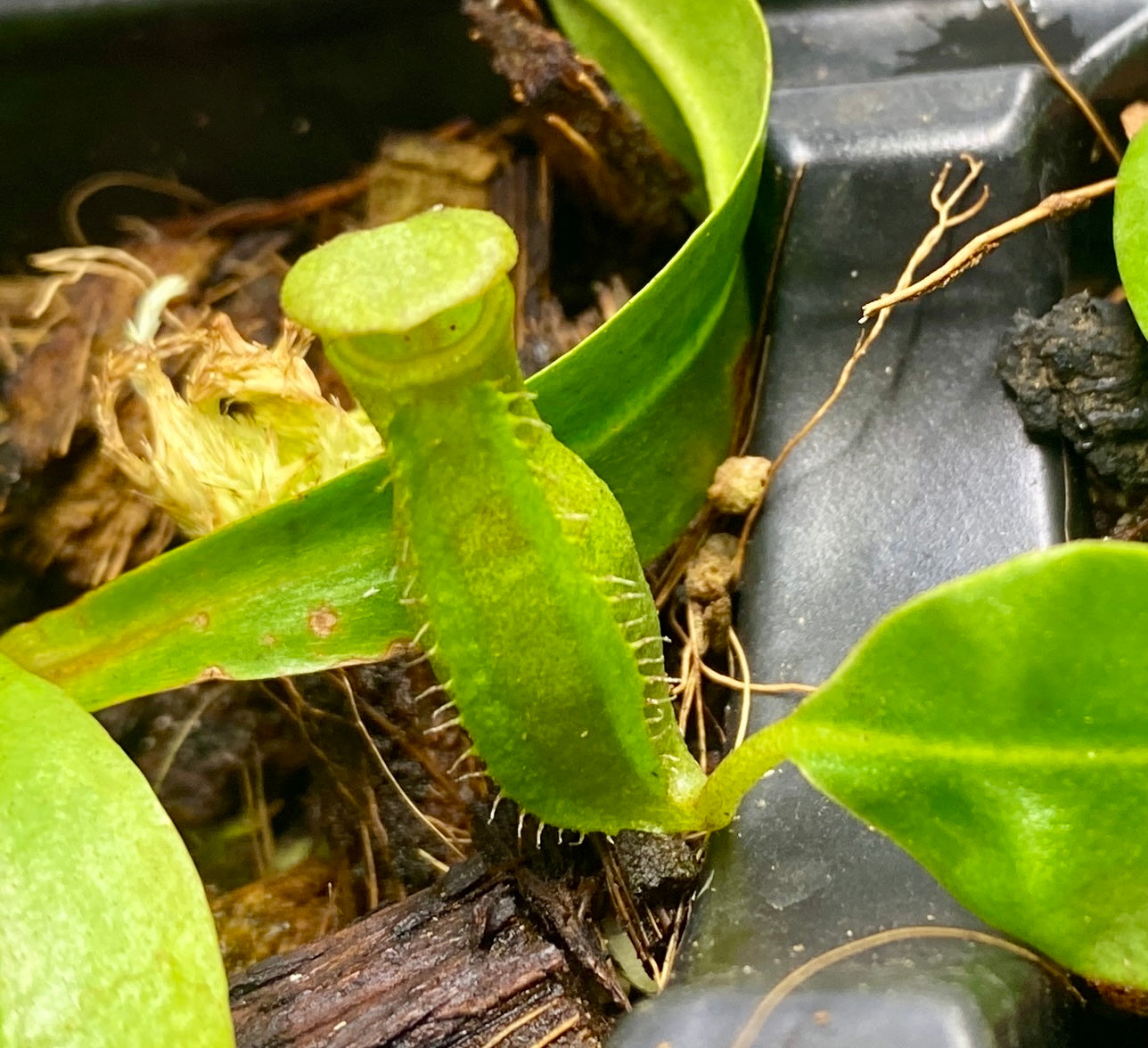 N. (Ventricosa x Sibuyanensis) x Minima - seed grown