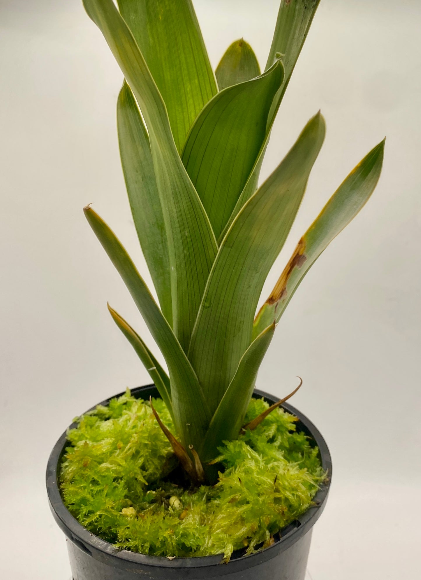 Brocchinia reducta