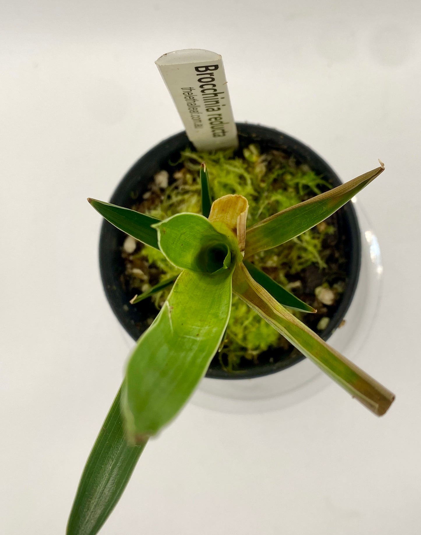 Brocchinia reducta